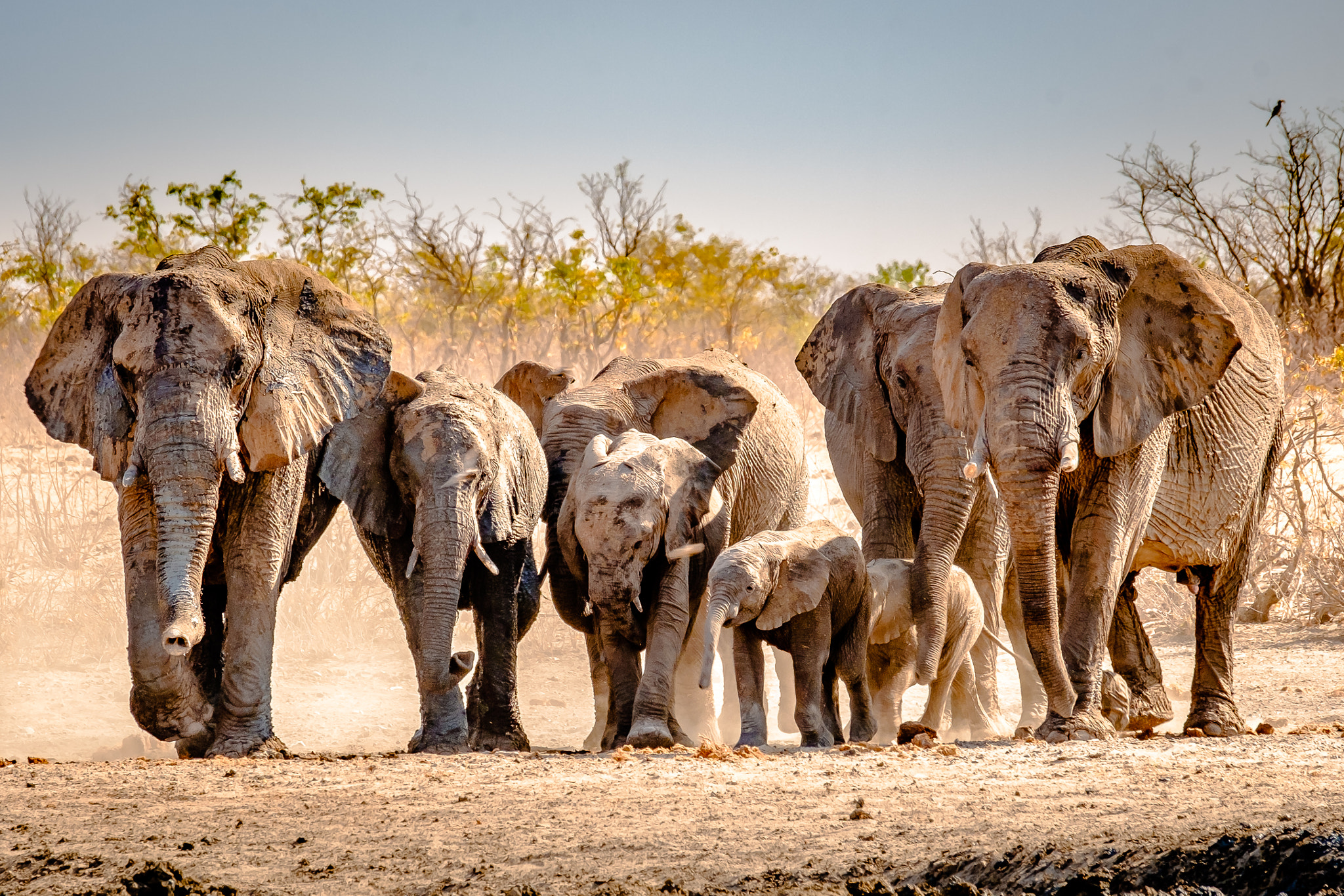 Fujifilm X-T1 sample photo. Ghostly elephant herd photography