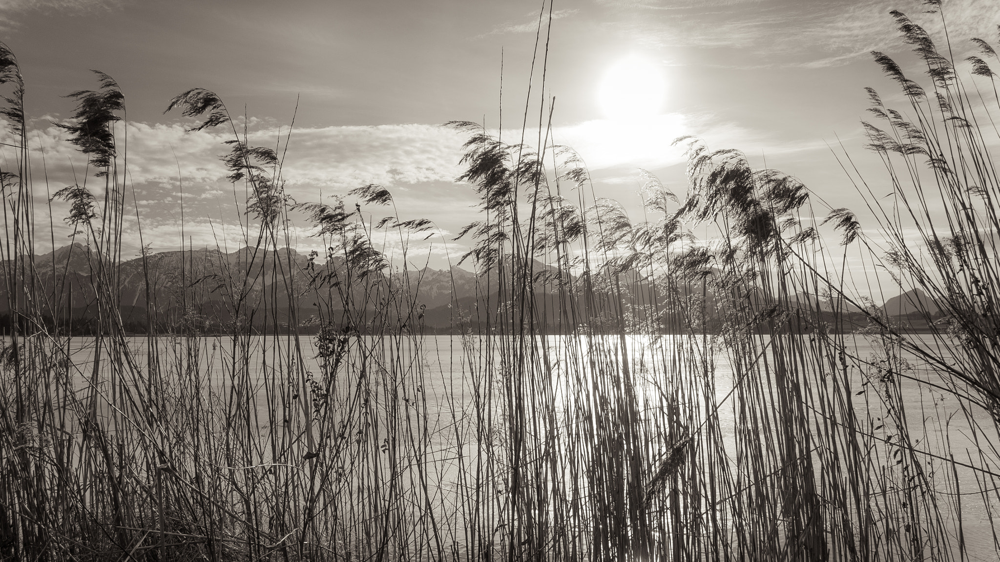 Panasonic DMC-G81 sample photo. Hopfensee ii photography