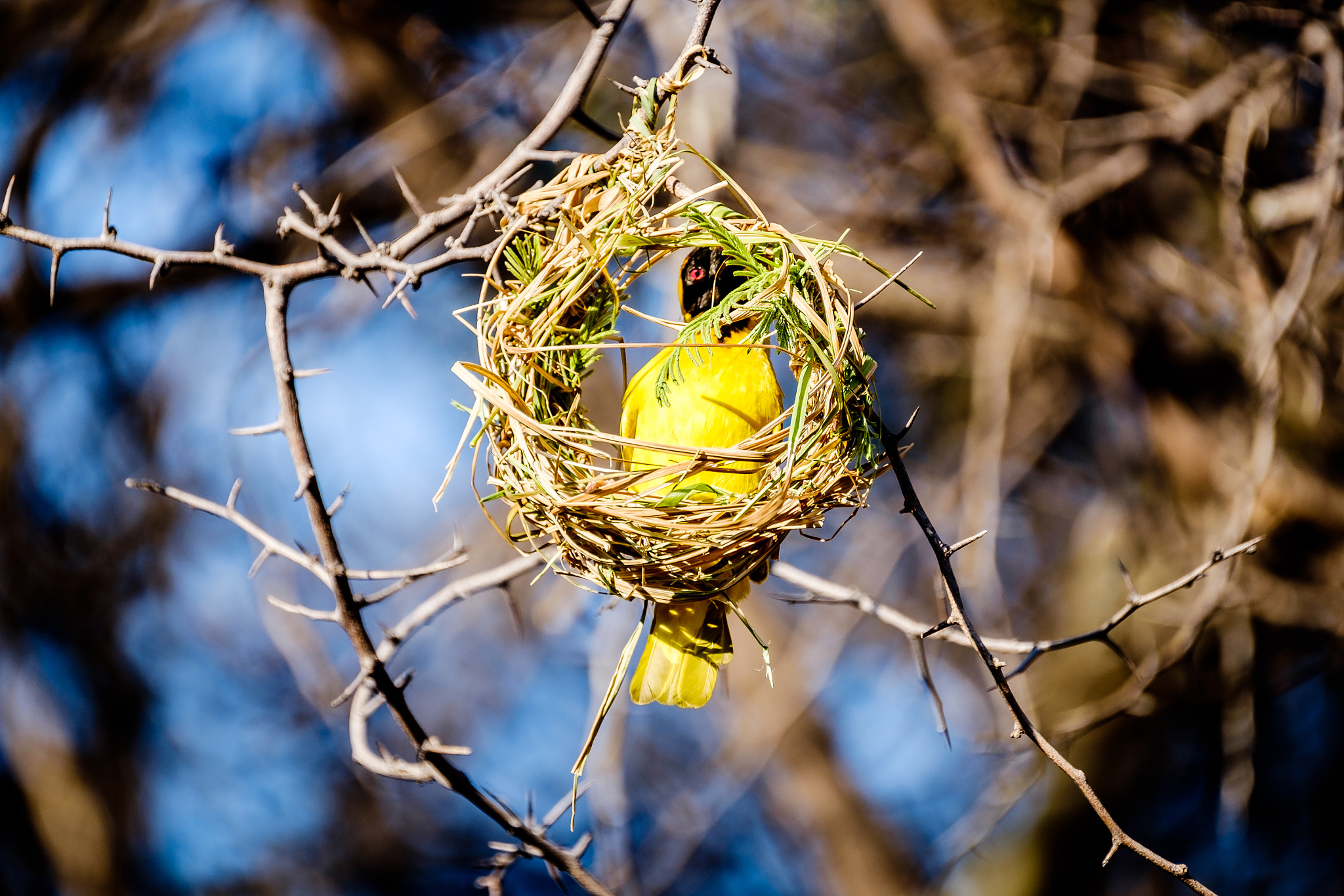 Fujifilm XF 100-400mm F4.5-5.6 R LM OIS WR sample photo. Masked weaver photography