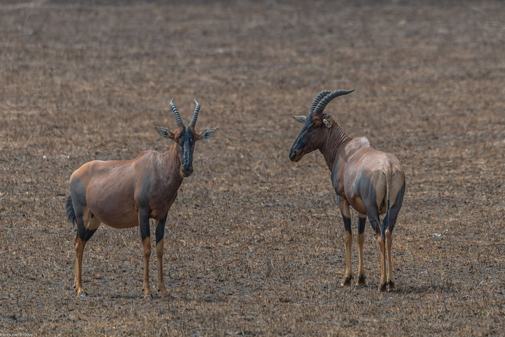 Sigma 150-600mm F5-6.3 DG OS HSM | S sample photo. Topi photography