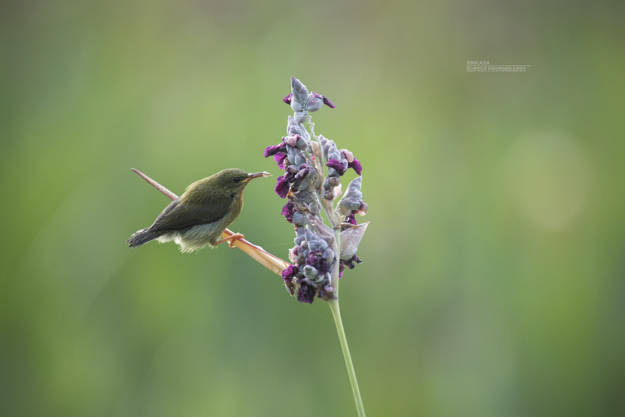 Nikon Nikkor AF-S 300mm F4E PF ED VR sample photo. Sunbird photography