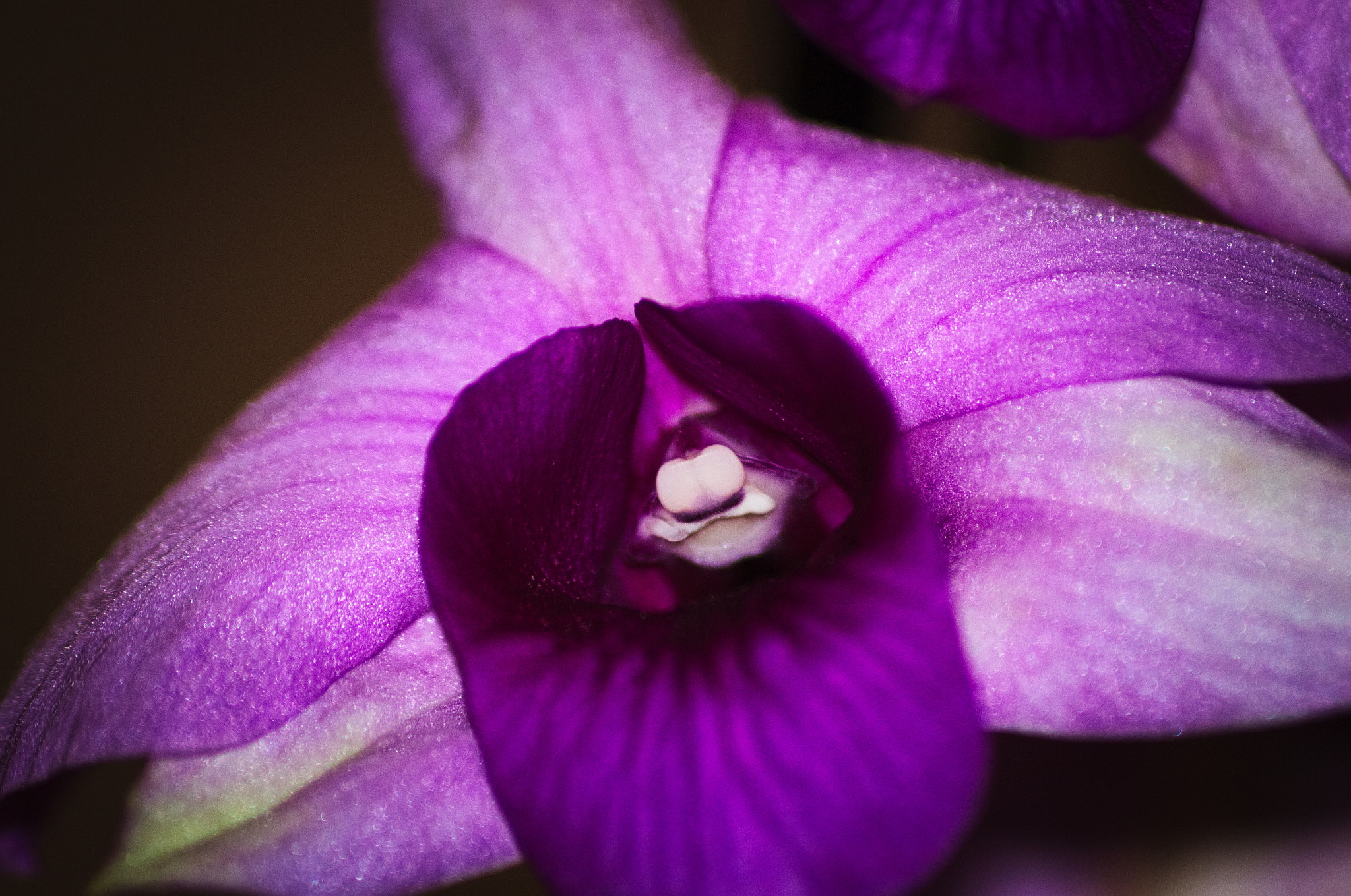 Sigma 70-300mm F4-5.6 APO DG Macro sample photo. Violet orchid #1 photography