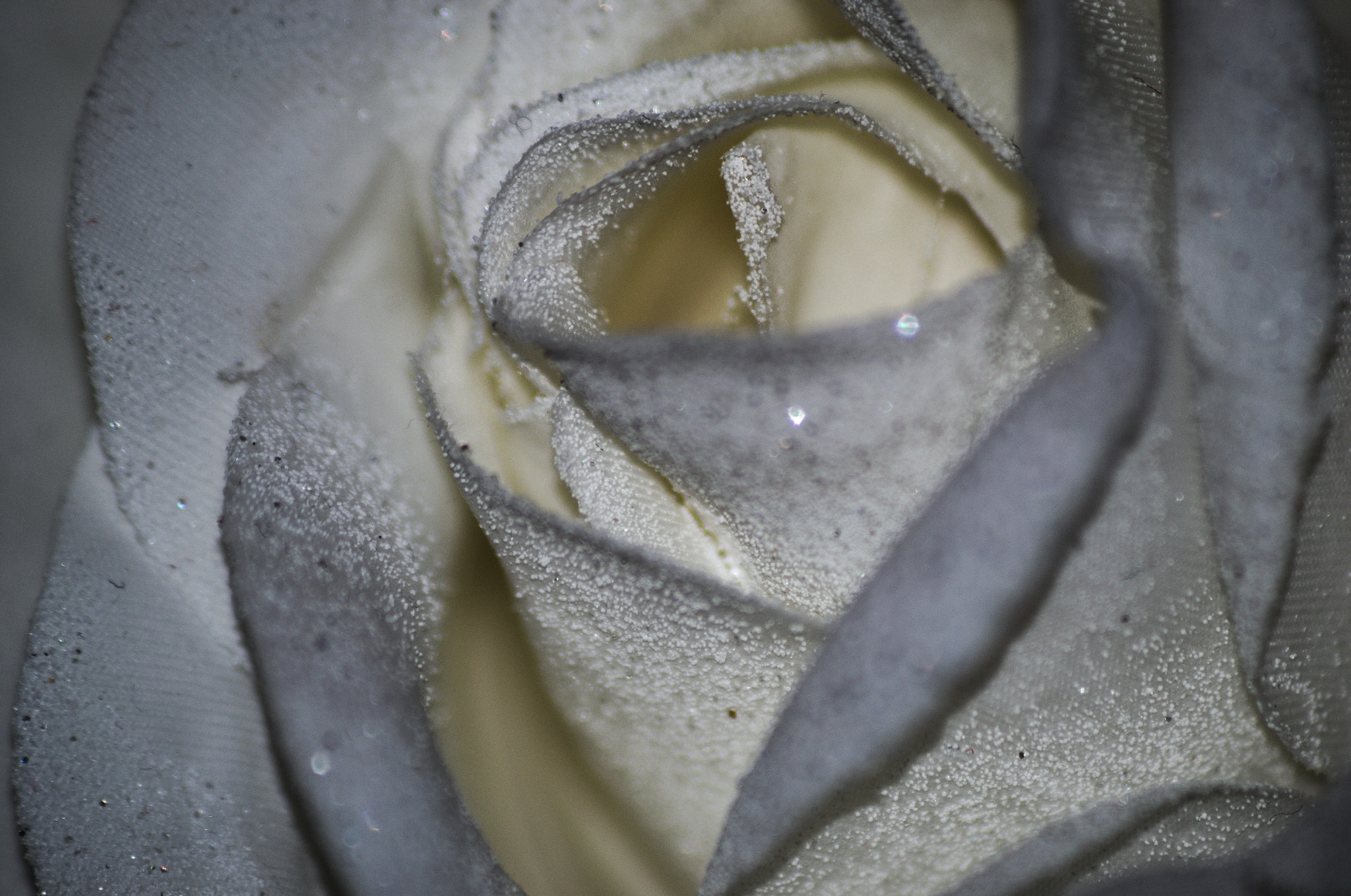 Sigma 70-300mm F4-5.6 APO DG Macro sample photo. Rose blanche #1 photography