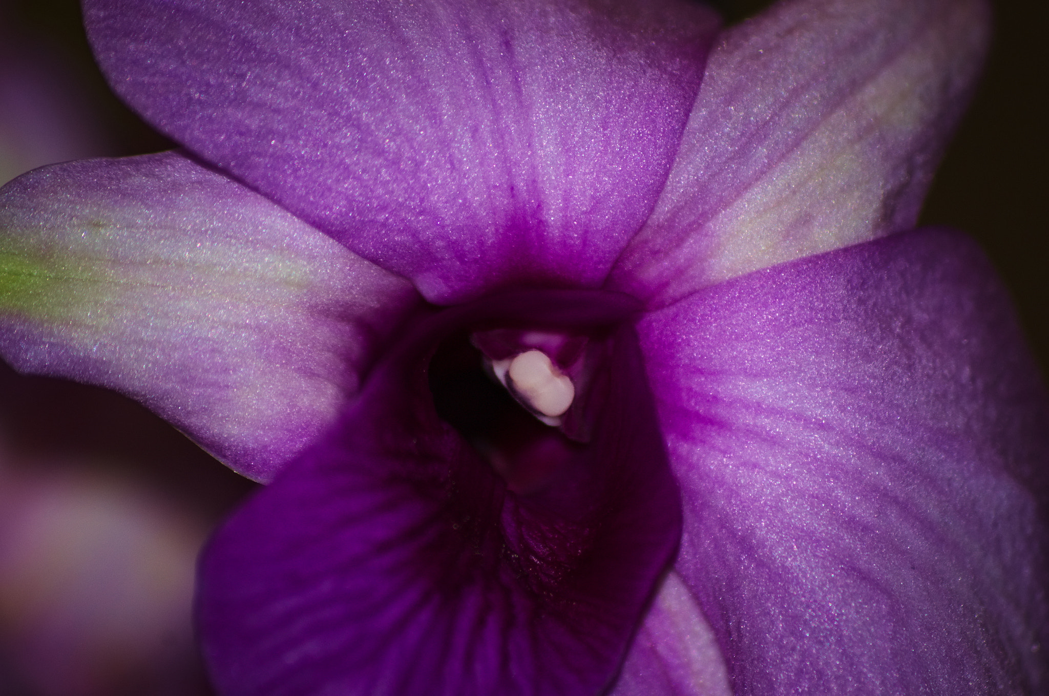 Sigma 70-300mm F4-5.6 APO DG Macro sample photo. Violet orchid #2 photography