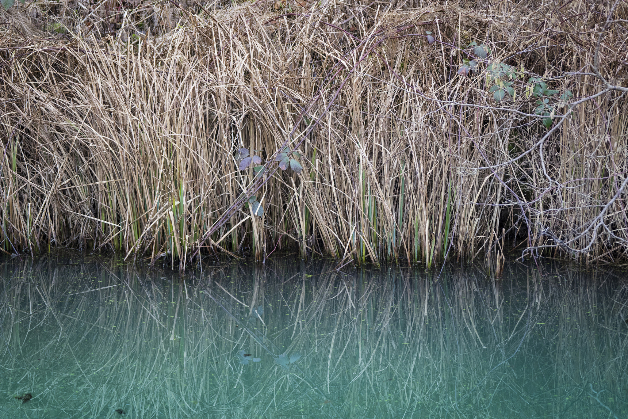 Sony a7R sample photo. Turquoise water in a small pond photography