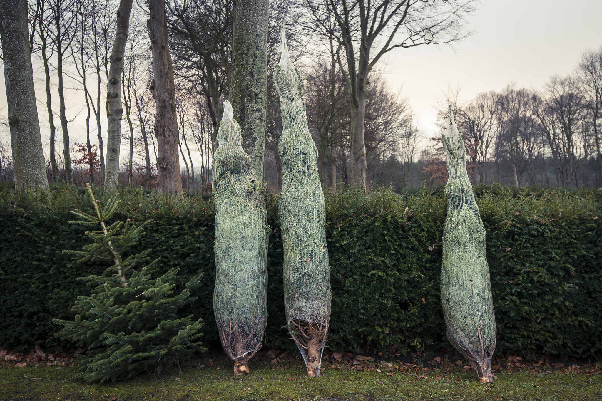 Sony Alpha DSLR-A900 sample photo. Christmas tree sale at a countryside market photography