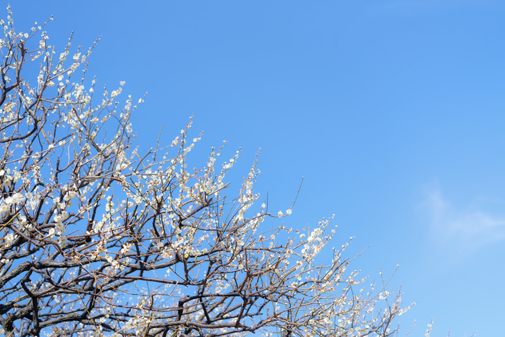 Sony a7R II + Sony FE 70-300mm F4.5-5.6 G OSS sample photo. White plum trees photography