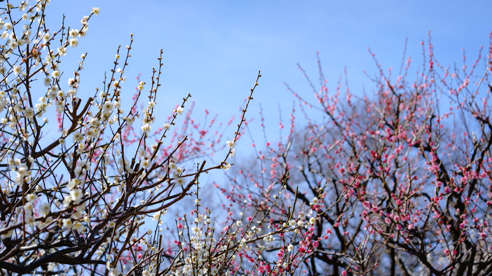 Sony a7R II + Sony FE 70-300mm F4.5-5.6 G OSS sample photo. White & red plum trees photography