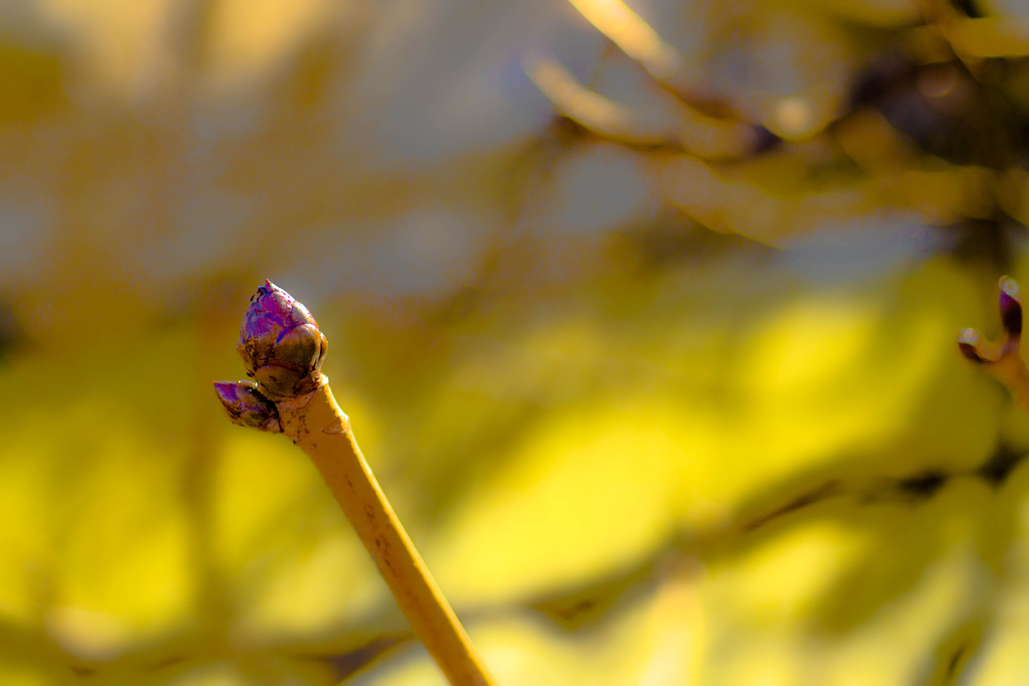 MACRO 50mm F2.8 sample photo. Kastanien-immanenz photography