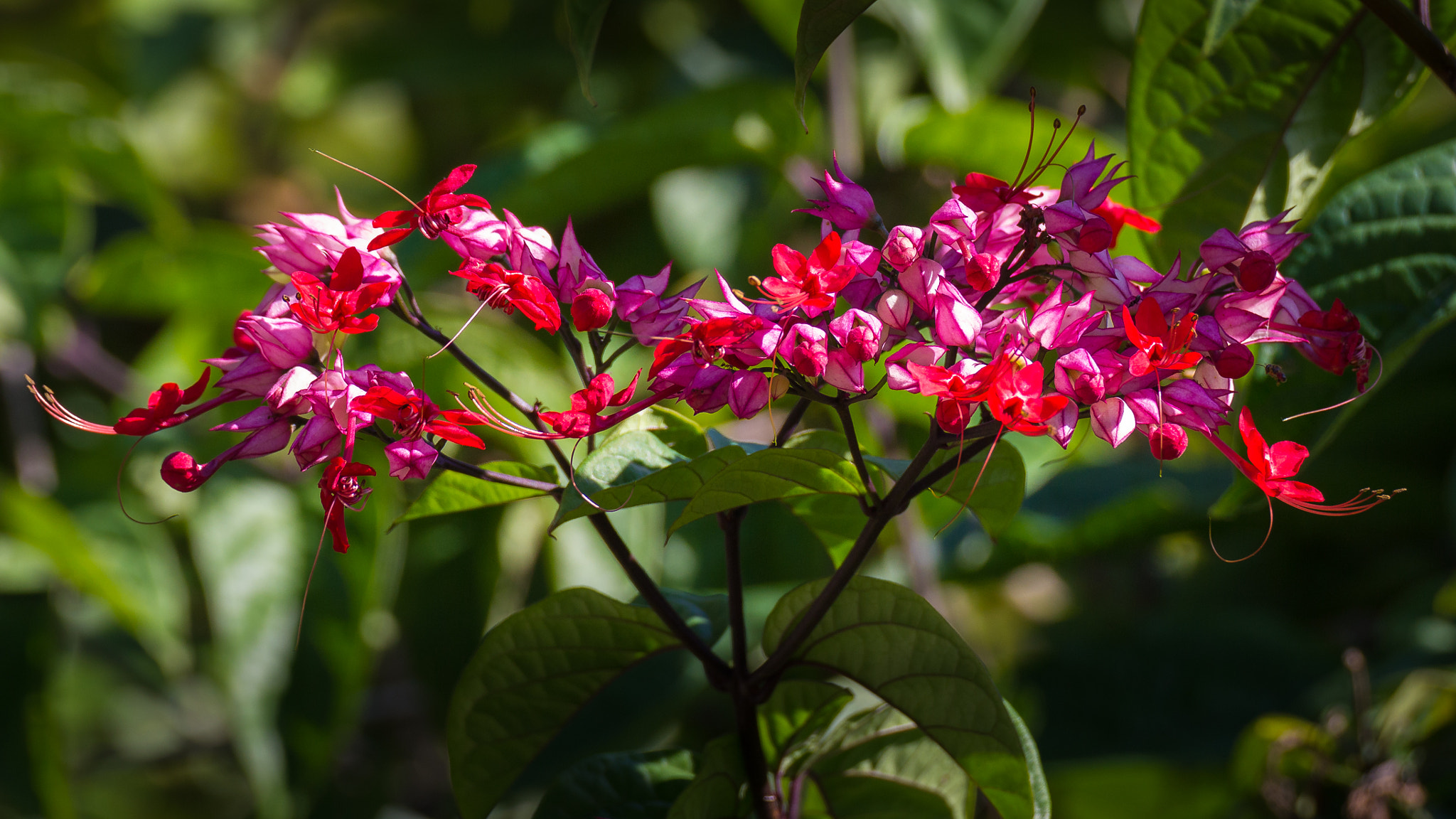 Canon EOS 550D (EOS Rebel T2i / EOS Kiss X4) sample photo. Clerodendron speciosissimum photography