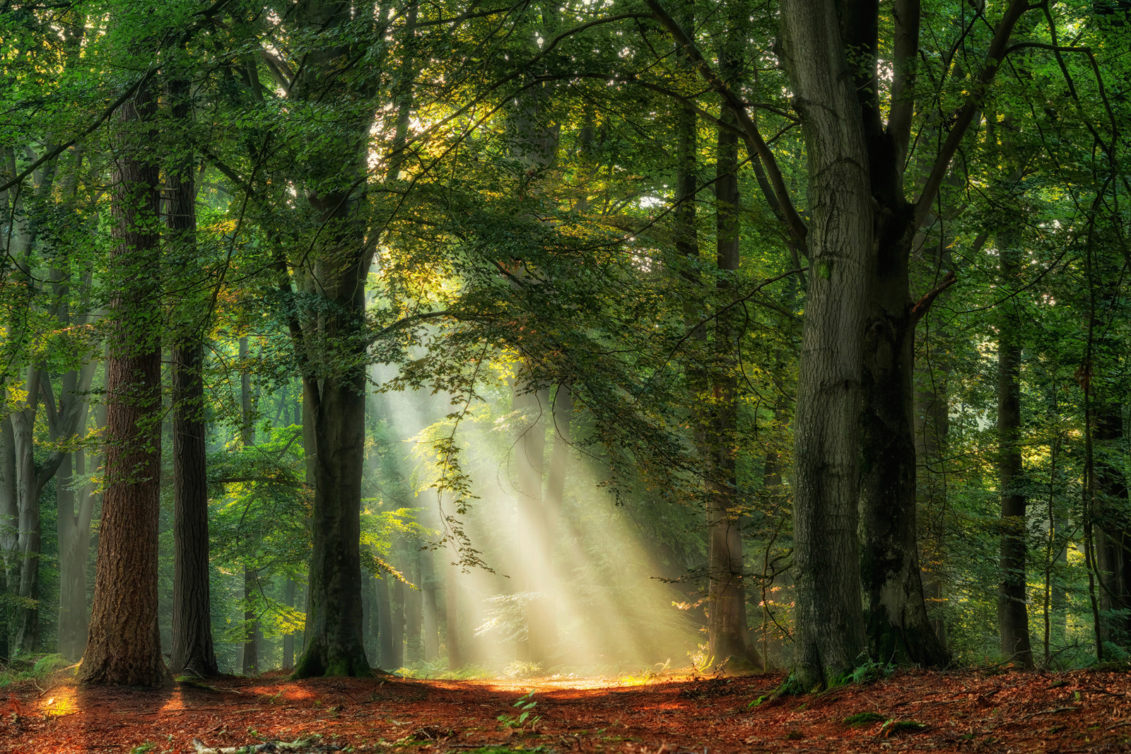 Shine ON By Lars Van De Goor Photo 200286045 500px
