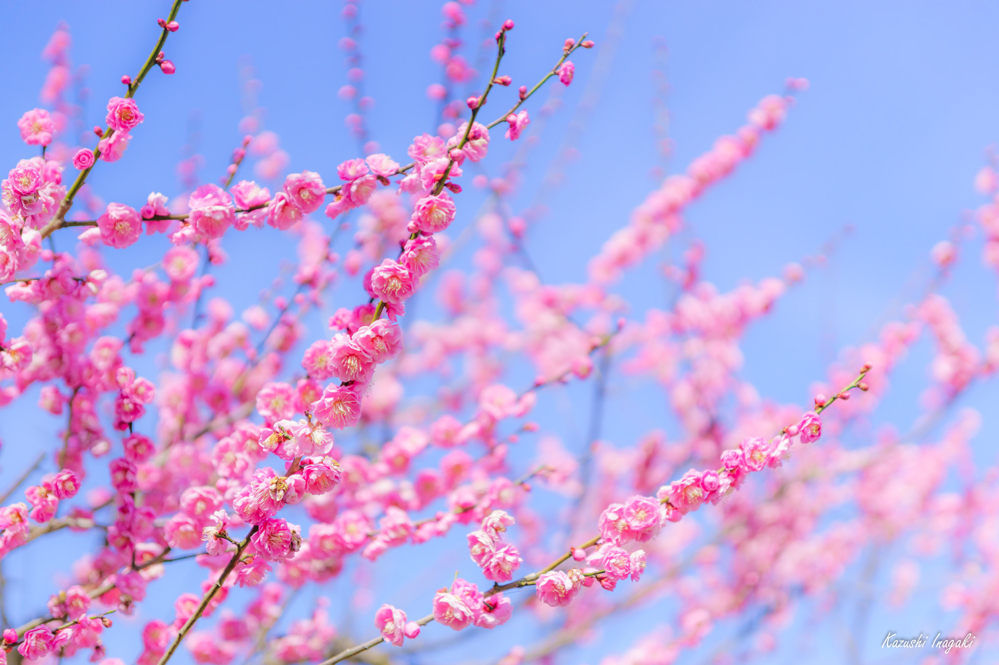 Sony a99 II sample photo. Red plum blossoms photography
