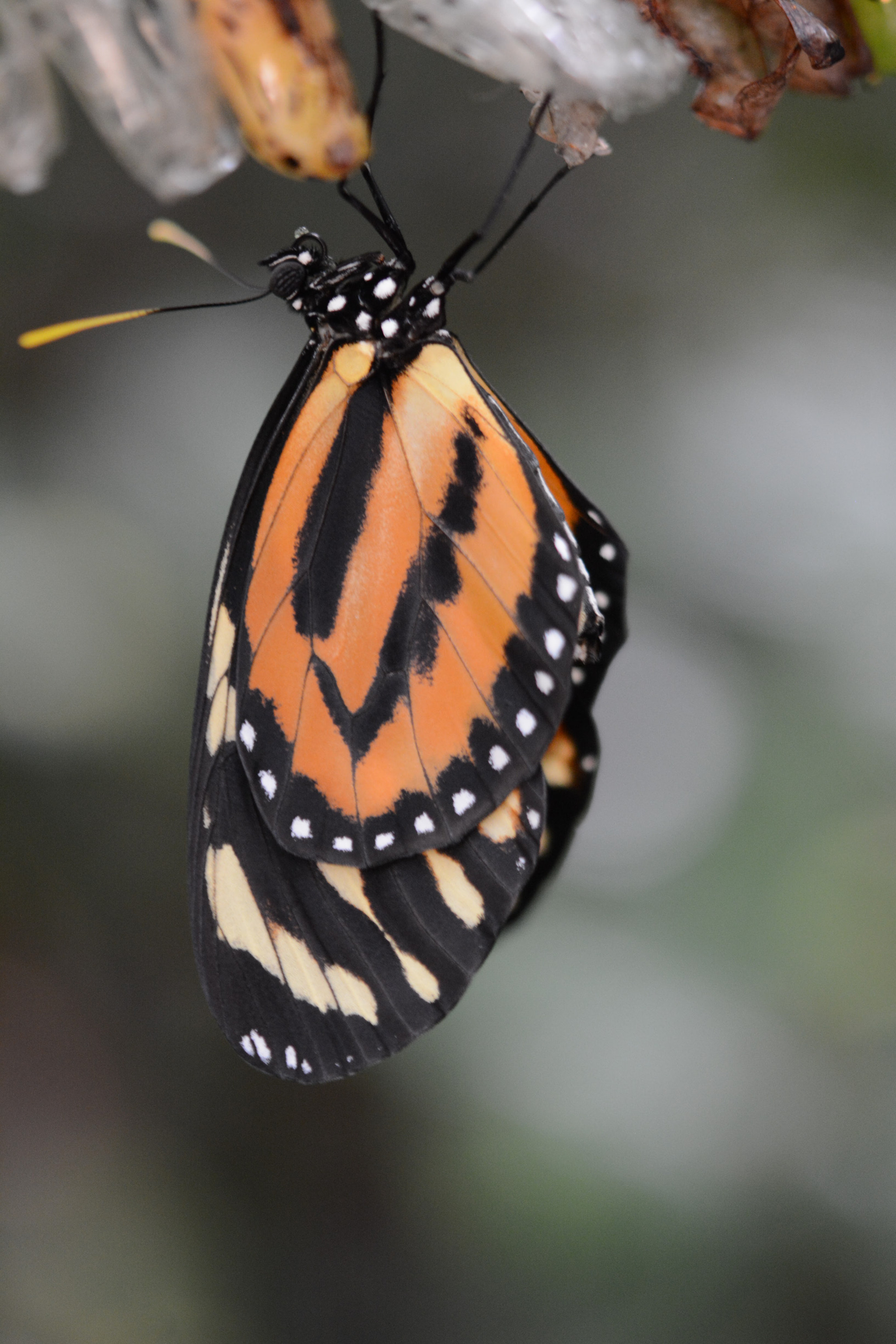 Nikon AF-S Micro-Nikkor 60mm F2.8G ED sample photo. Butterfly photography
