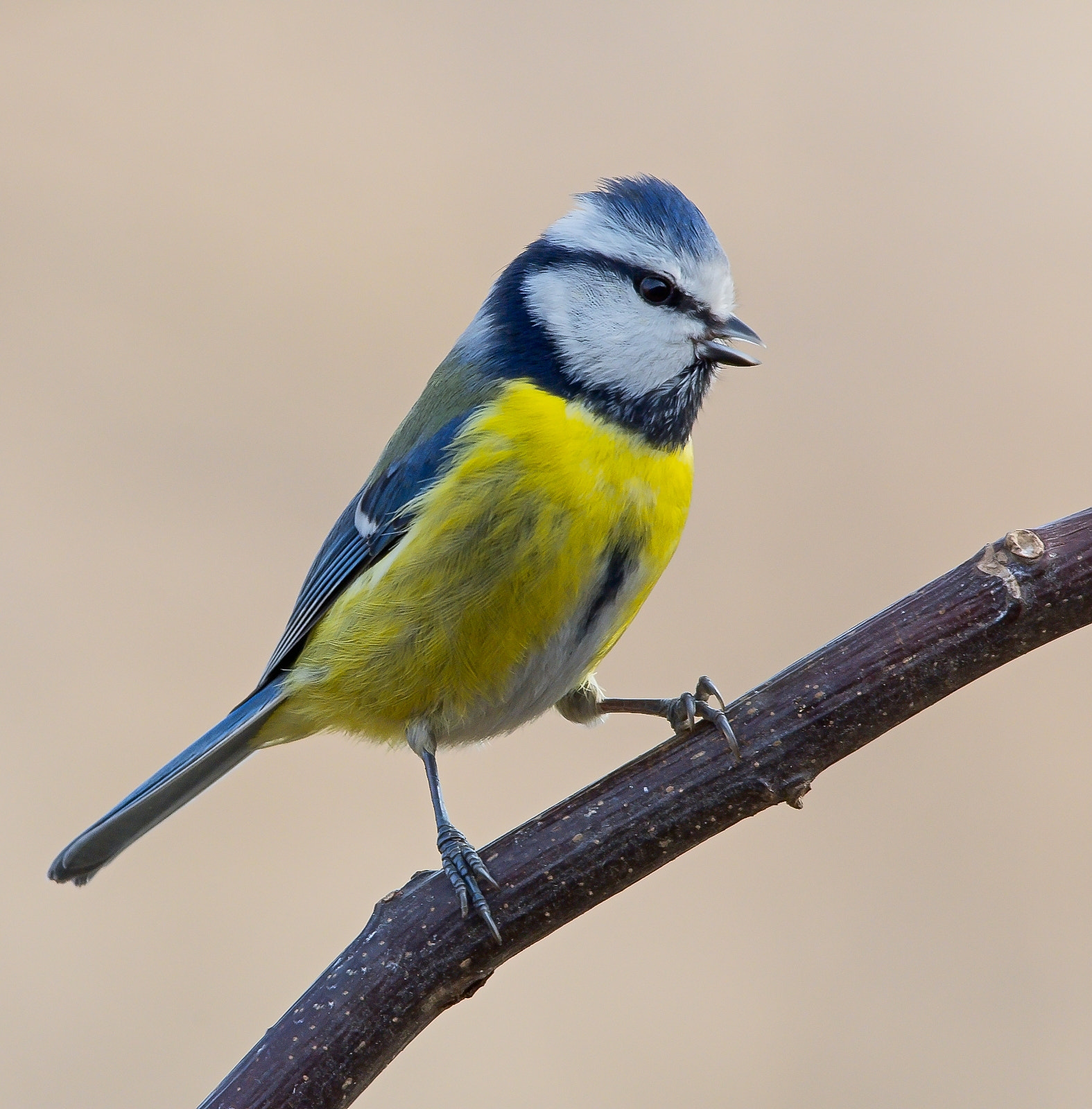 Sigma 120-400mm F4.5-5.6 DG OS HSM sample photo. Blue tit photography