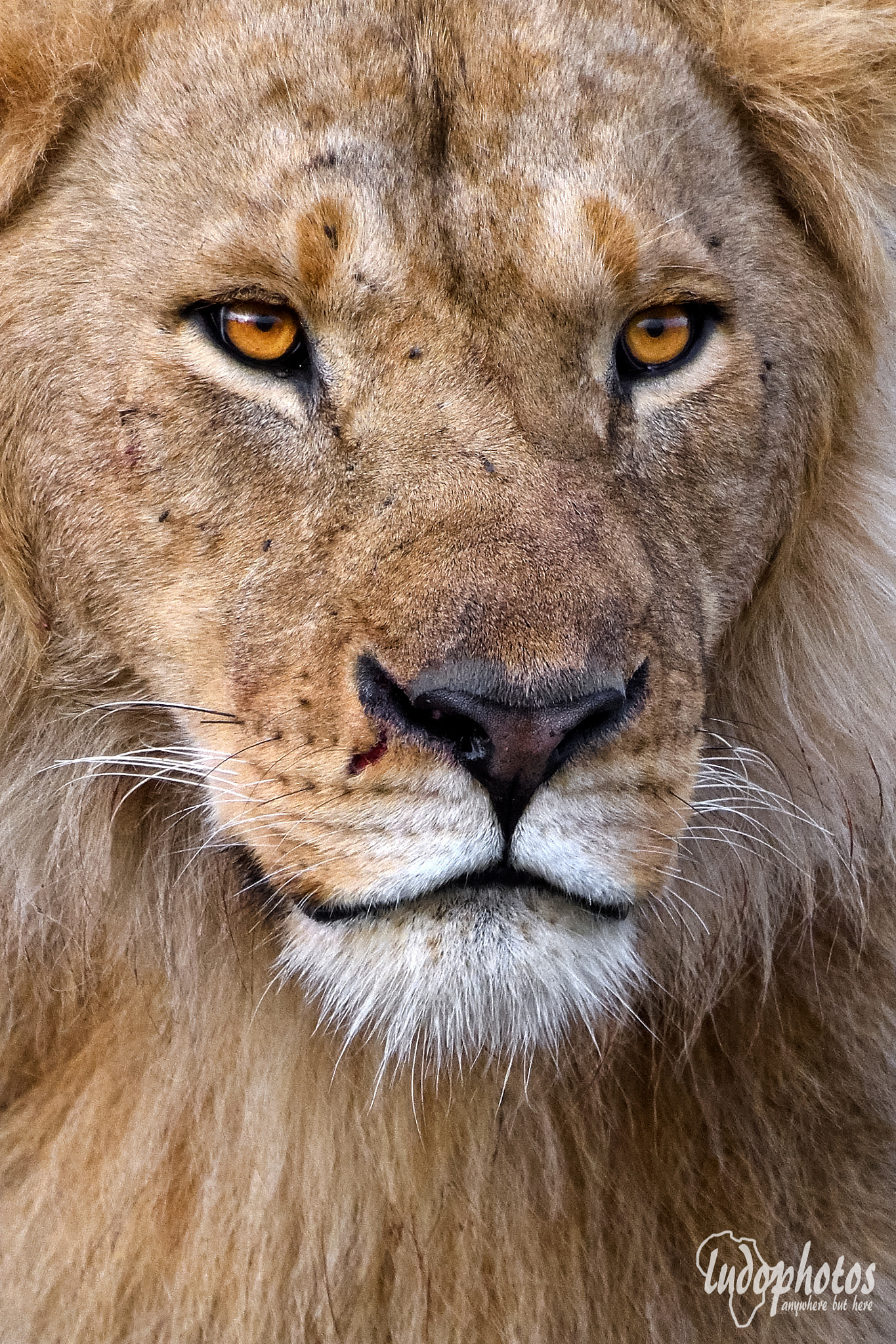 Nikon D500 sample photo. The lion king photography