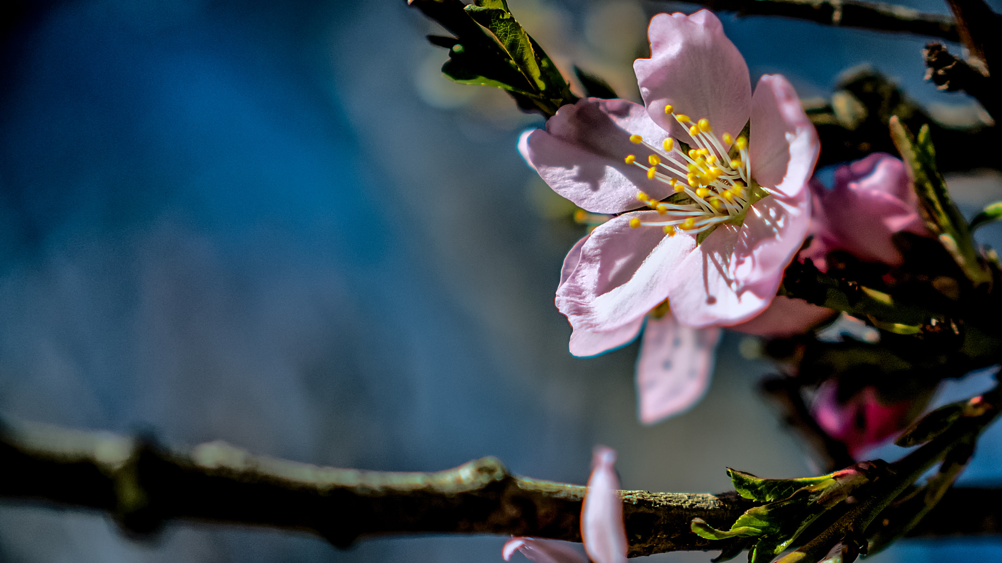 Panasonic Lumix DMC-GH4 sample photo. Primavera en madrid photography