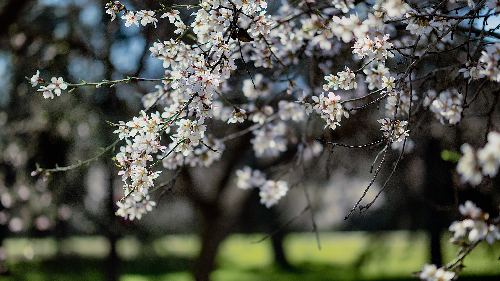 Panasonic Lumix DMC-GH4 + Panasonic Leica DG Nocticron 42.5mm F1.2 ASPH OIS sample photo. Primavera en madrid photography