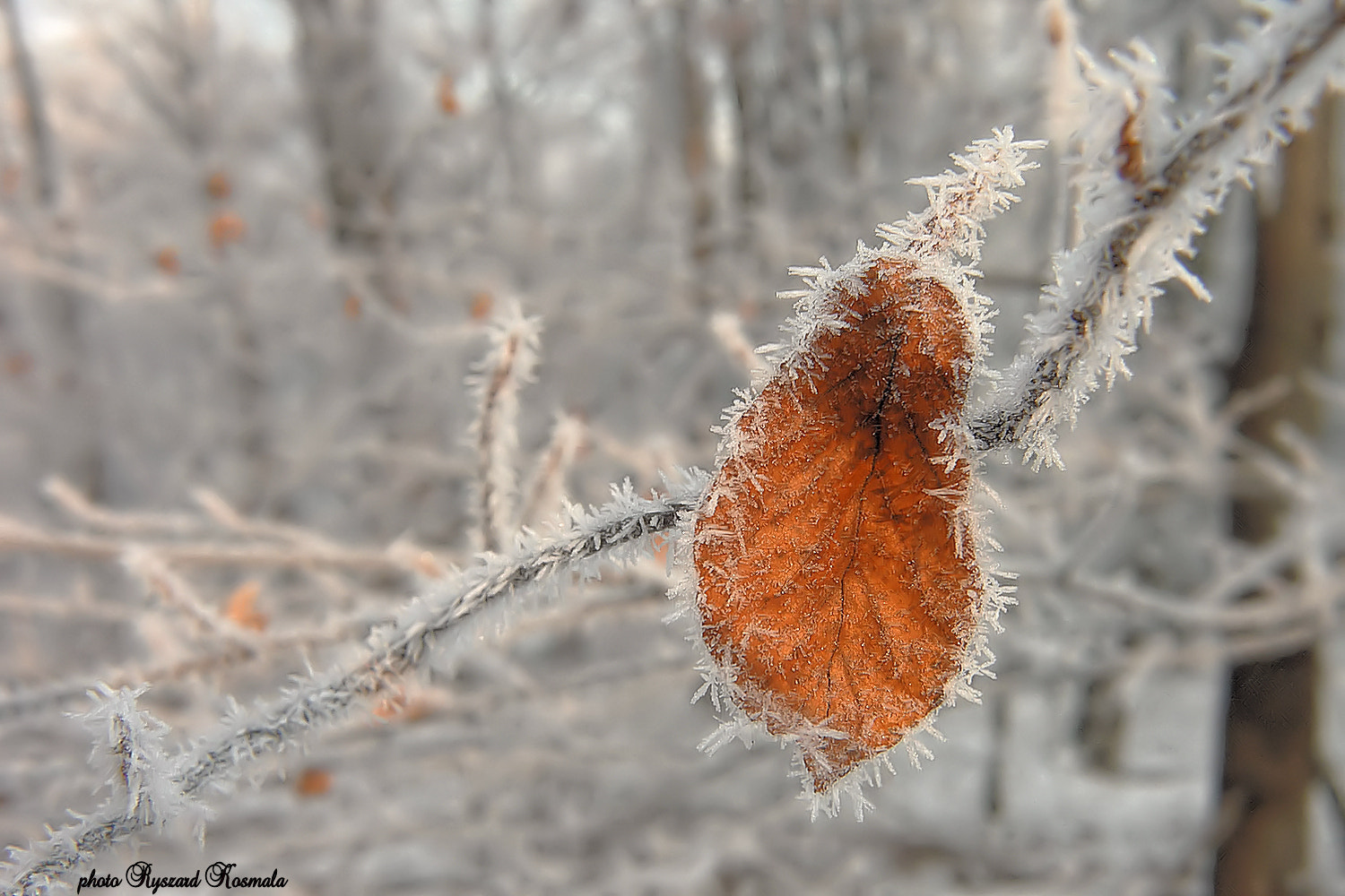 Nikon E8800 sample photo. Beech leaf in the morning photography