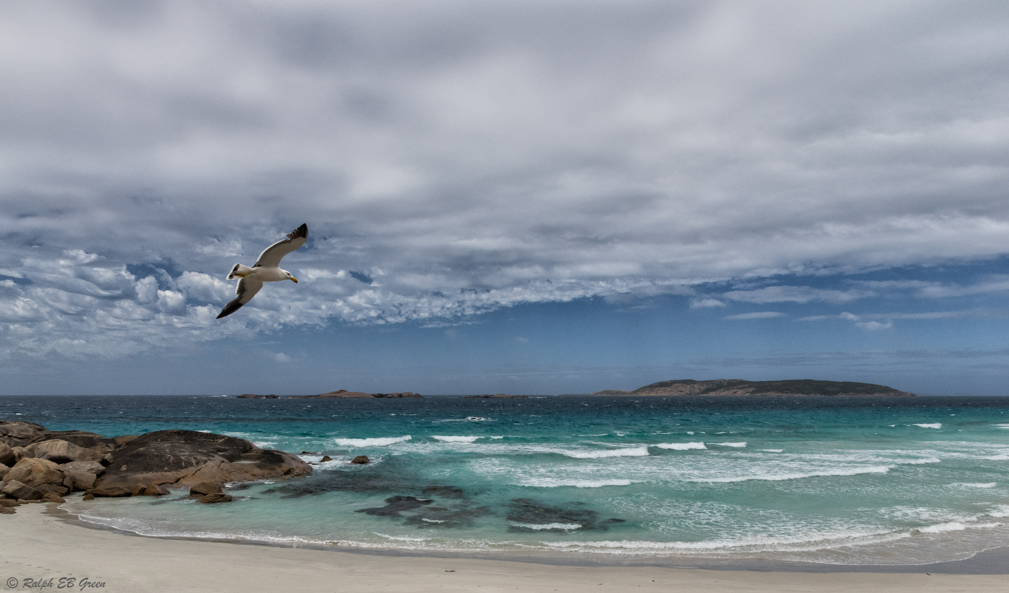 Sigma 17-50mm F2.8 EX DC HSM sample photo. Pacific gull at picnic cove photography