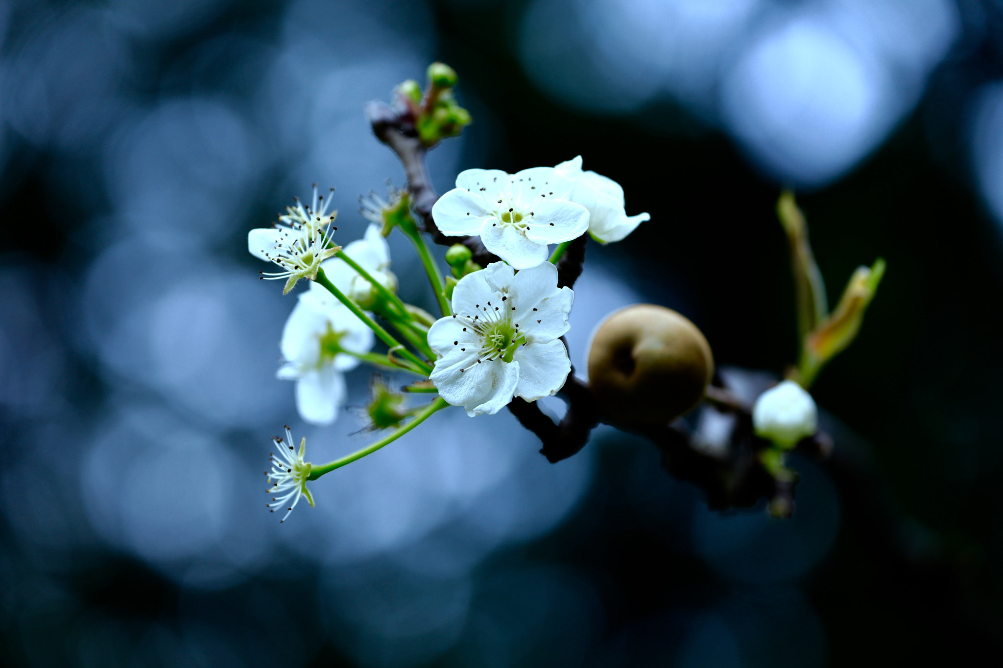 Canon EF 70-300mm F4-5.6L IS USM sample photo. Pear blossom photography