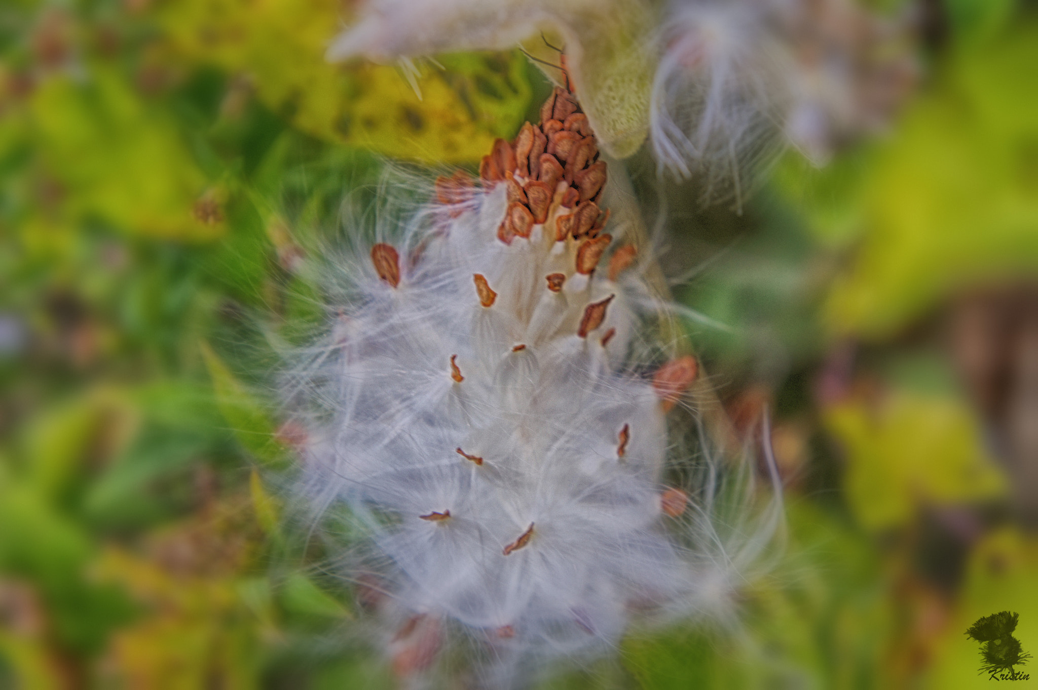 Sony Alpha NEX-3 sample photo. Seed pod photography