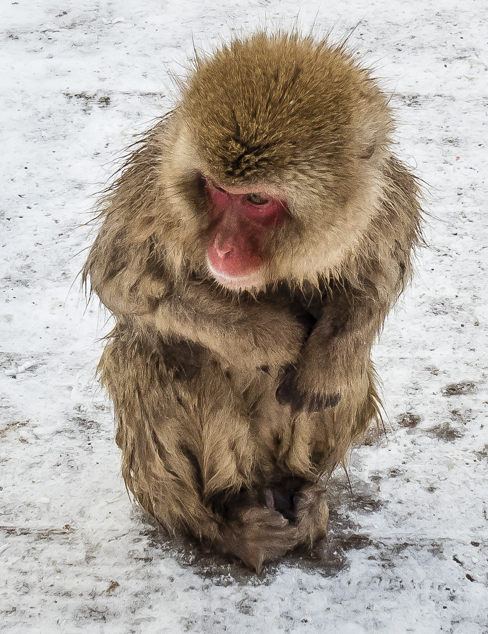 Olympus OM-D E-M5 II + Olympus M.Zuiko Digital 17mm F1.8 sample photo. Young snow monkey photography