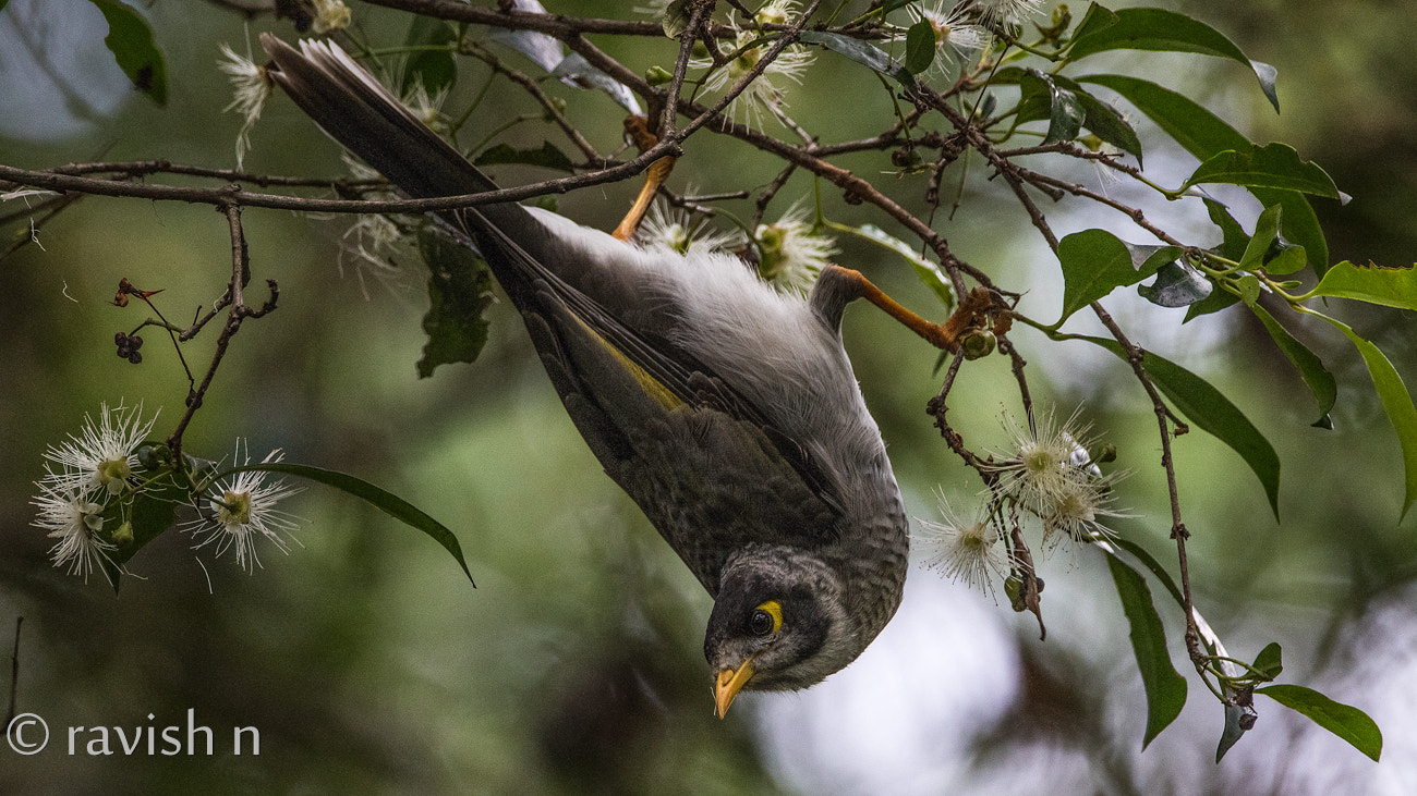 Sigma 150-600mm F5-6.3 DG OS HSM | C sample photo. Noisy "acrobatic" miner photography