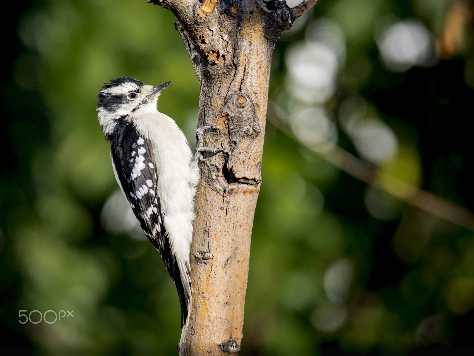 Olympus OM-D E-M1 sample photo. Juvenile woodpecker in my backyard photography