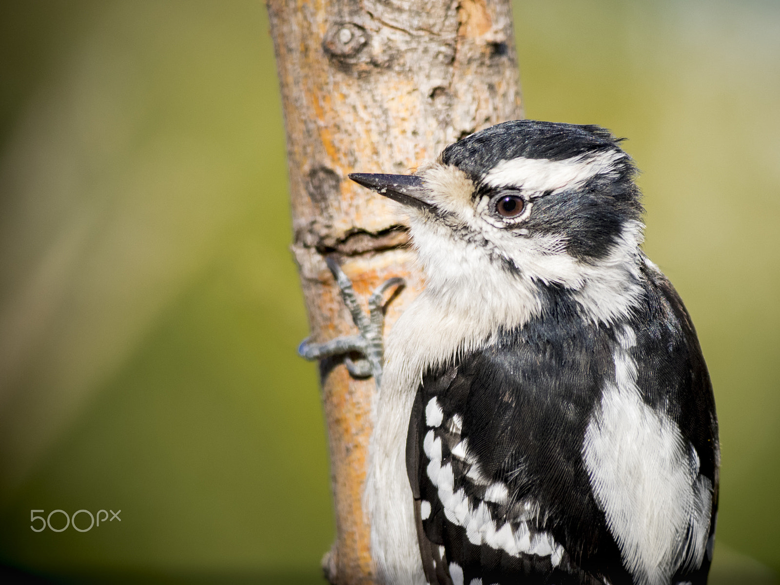 Olympus OM-D E-M1 sample photo. Juvenile woodpecker in my backyard photography