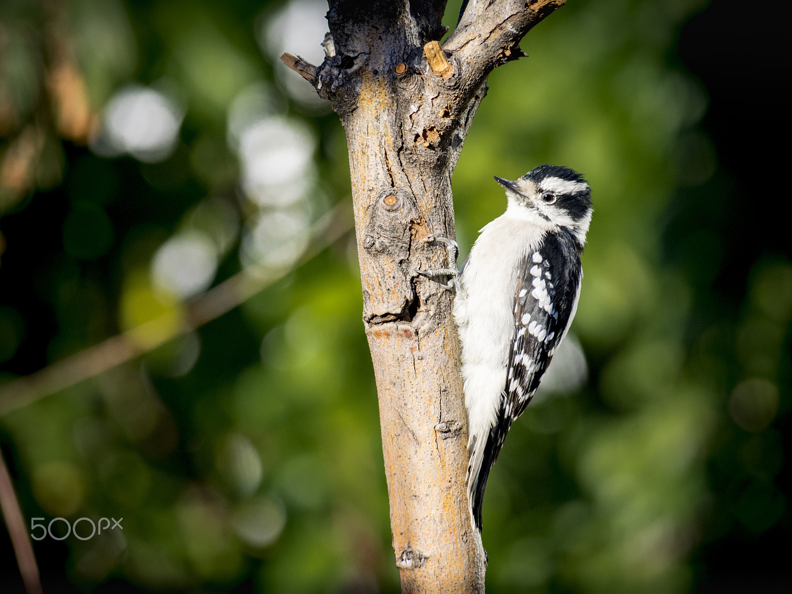 Olympus OM-D E-M1 sample photo. Juvenile woodpecker in my backyard photography