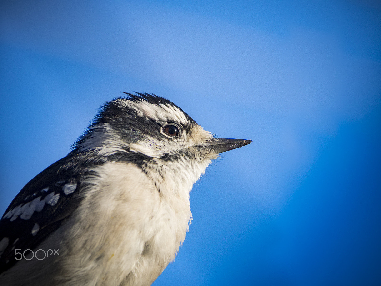 Olympus OM-D E-M1 sample photo. Juvenile woodpecker in my backyard photography