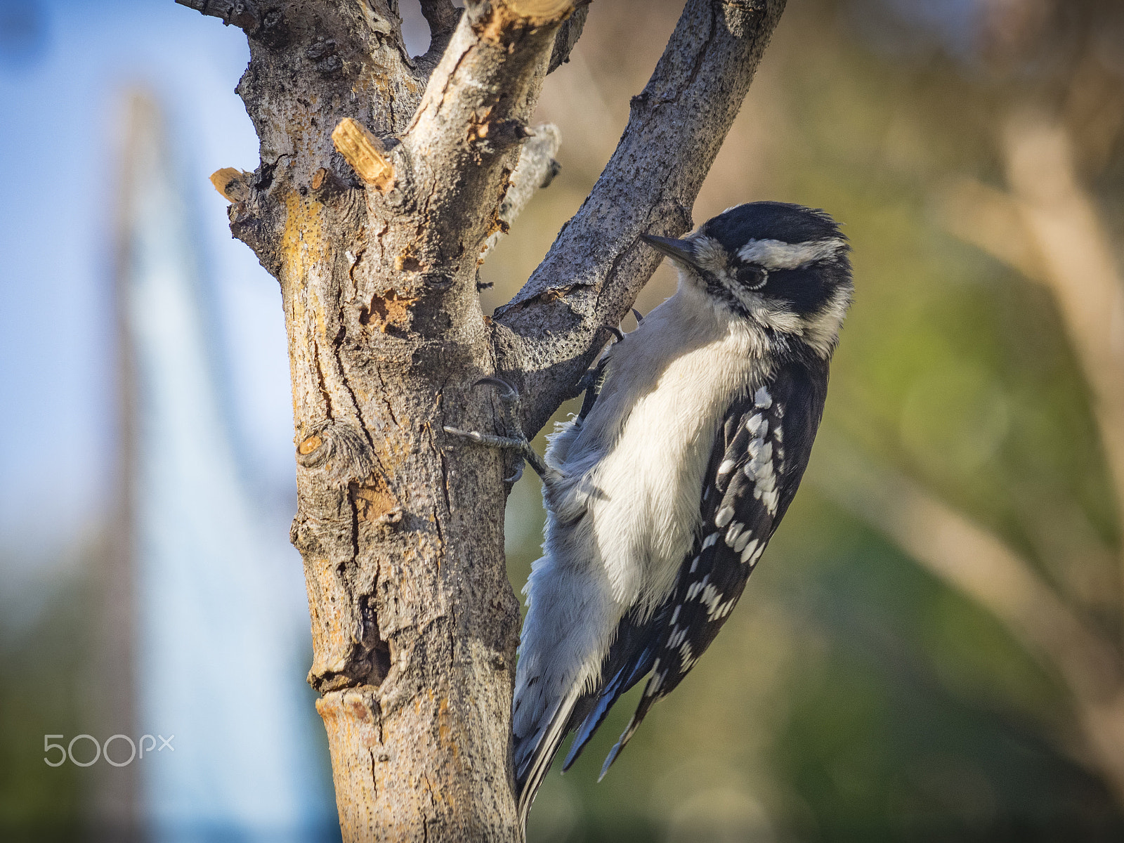 Olympus OM-D E-M1 sample photo. Juvenile woodpecker in my backyard photography