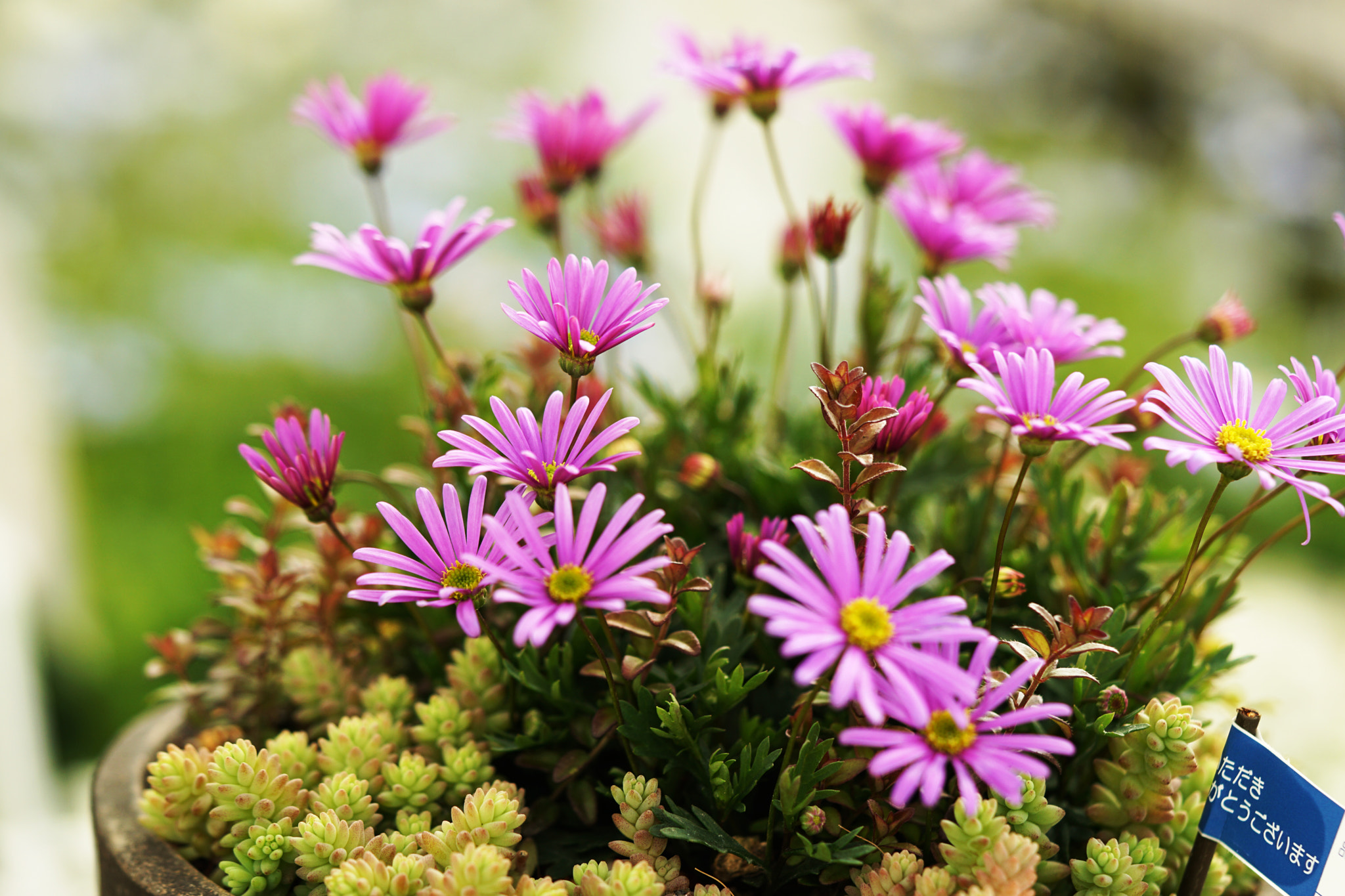 Sony a6000 + Sony FE 90mm F2.8 Macro G OSS sample photo. Brachyscome photography