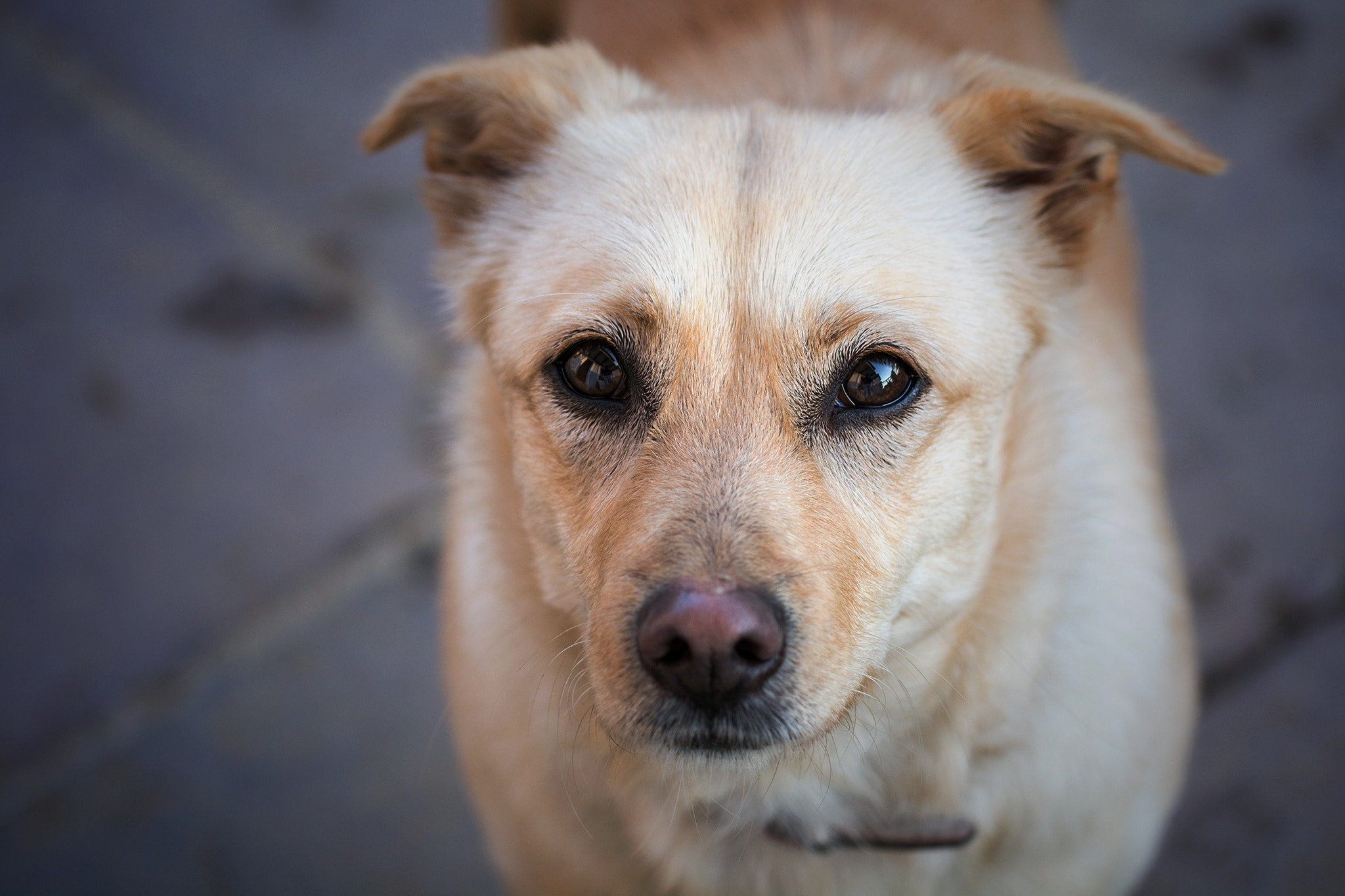 Nikon AF-S Nikkor 70-200mm F4G ED VR sample photo. Portrait of our pet, alma photography