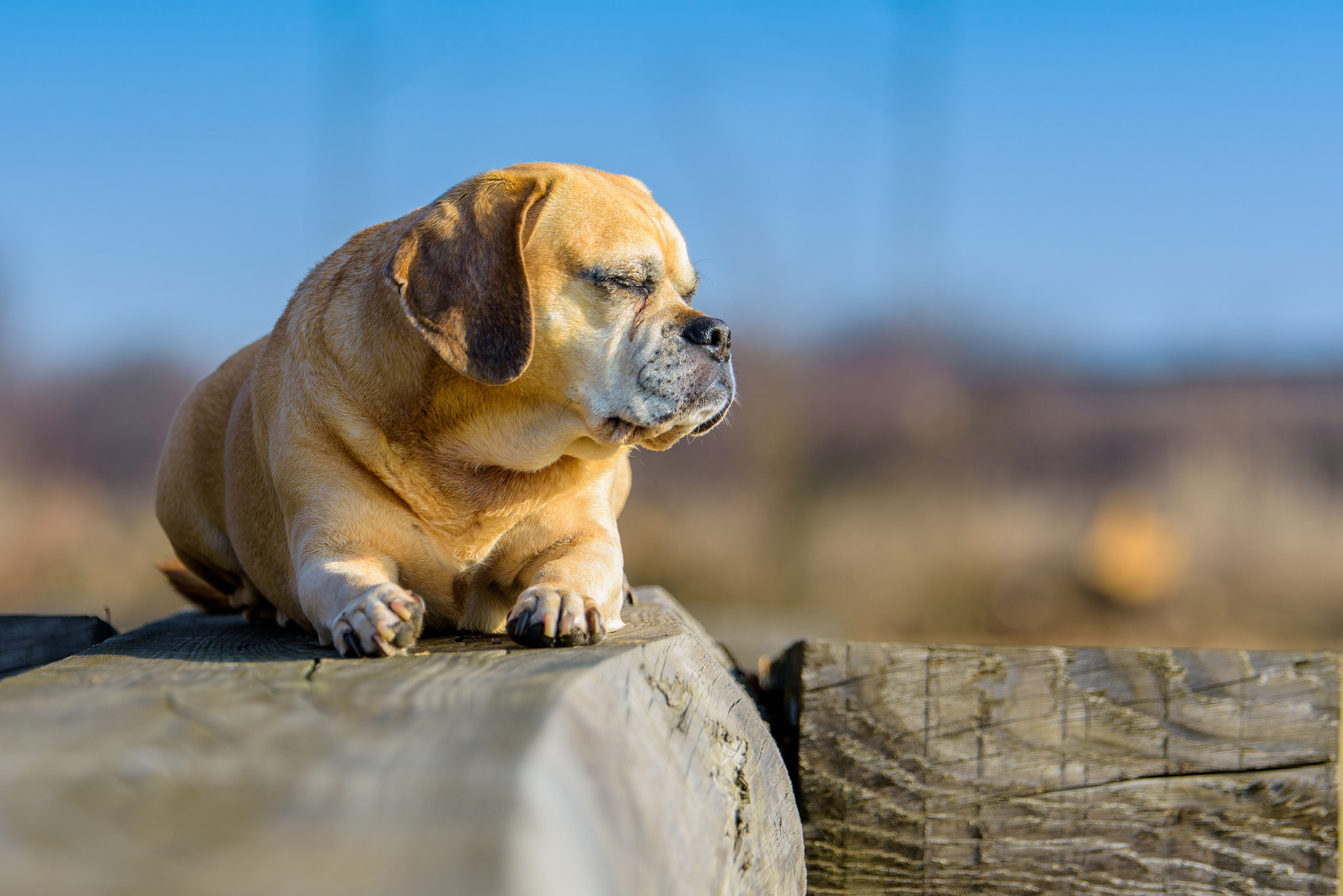 Tamron SP 70-200mm F2.8 Di VC USD sample photo. Puggle timmy photography