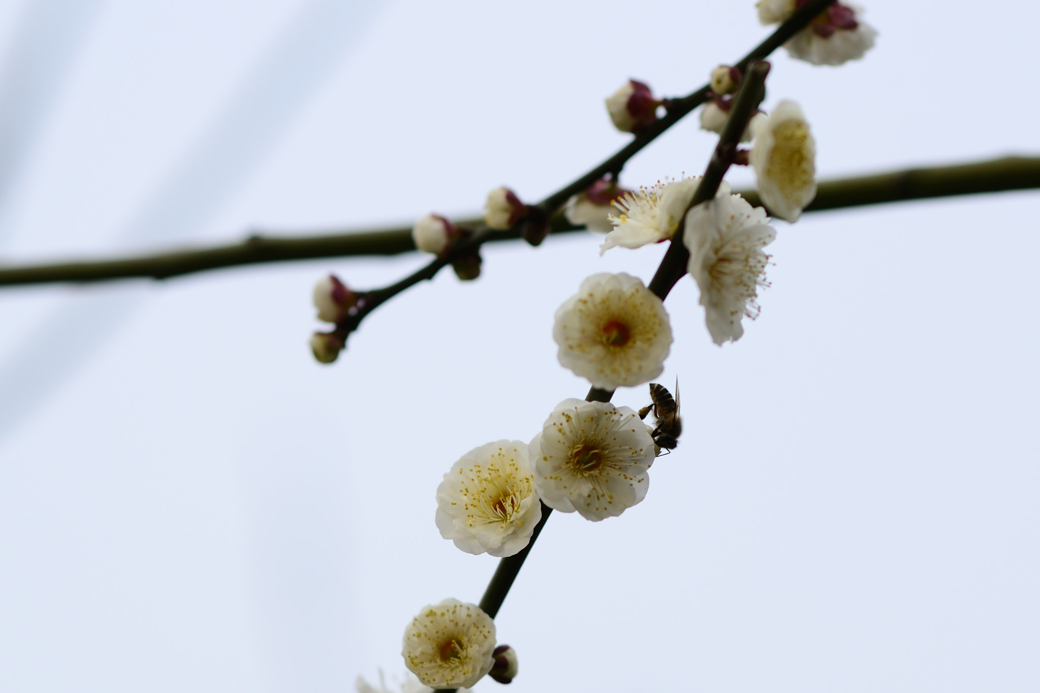 Nikon D7000 sample photo. Bee and white wintersweet in century park photography