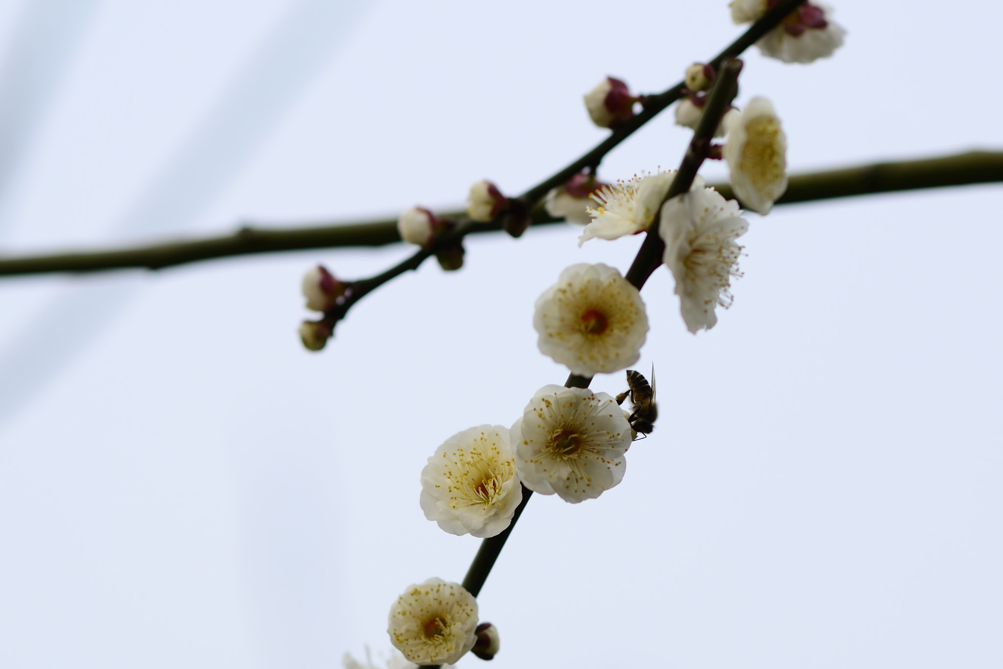 Nikon D7000 + Nikon AF-S Nikkor 85mm F1.8G sample photo. Bee and white wintersweet in century park photography