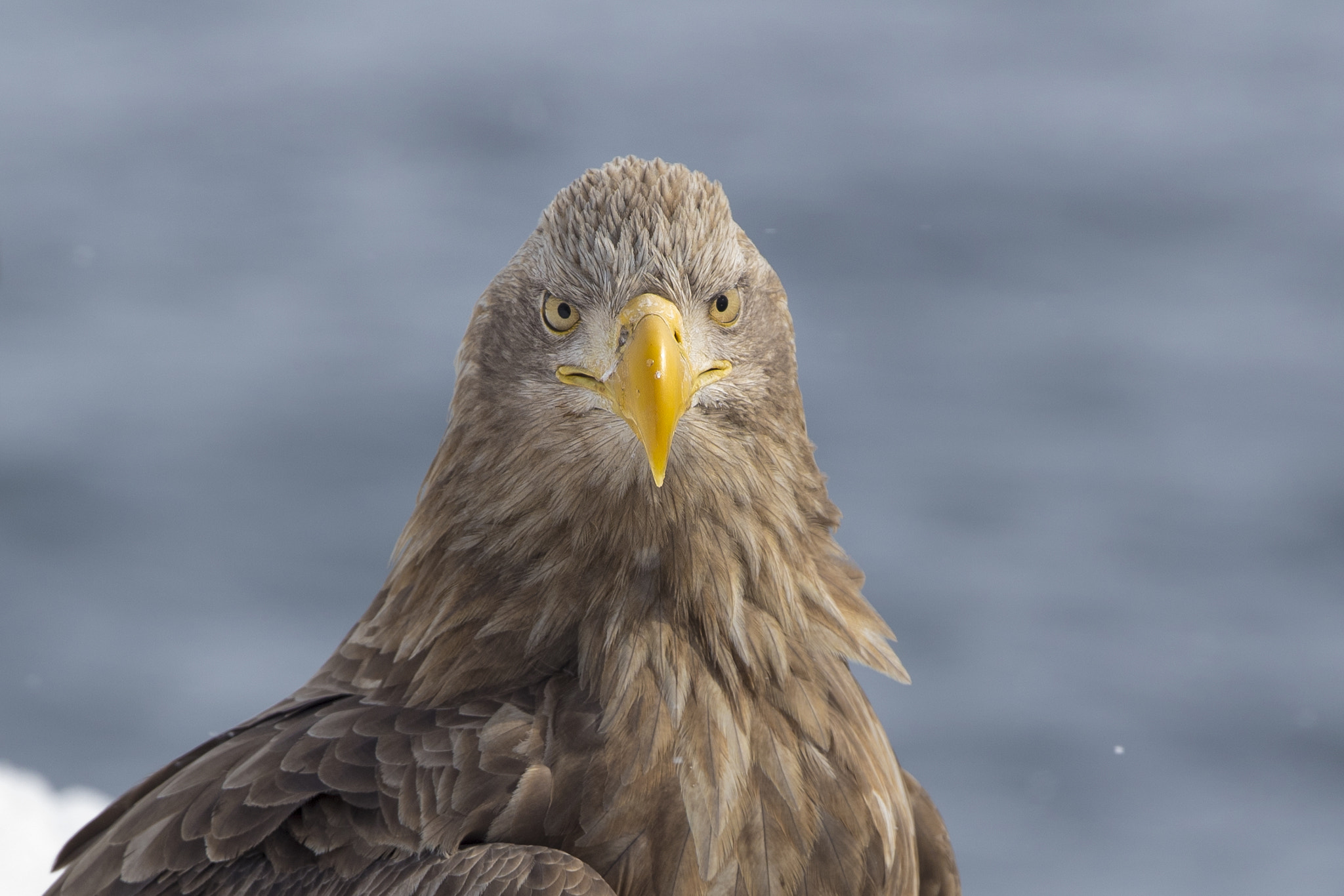Canon EF 300mm F2.8L IS II USM sample photo