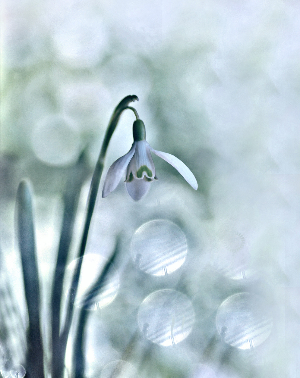 Nikon D50 sample photo. Sneeuwklokje photography
