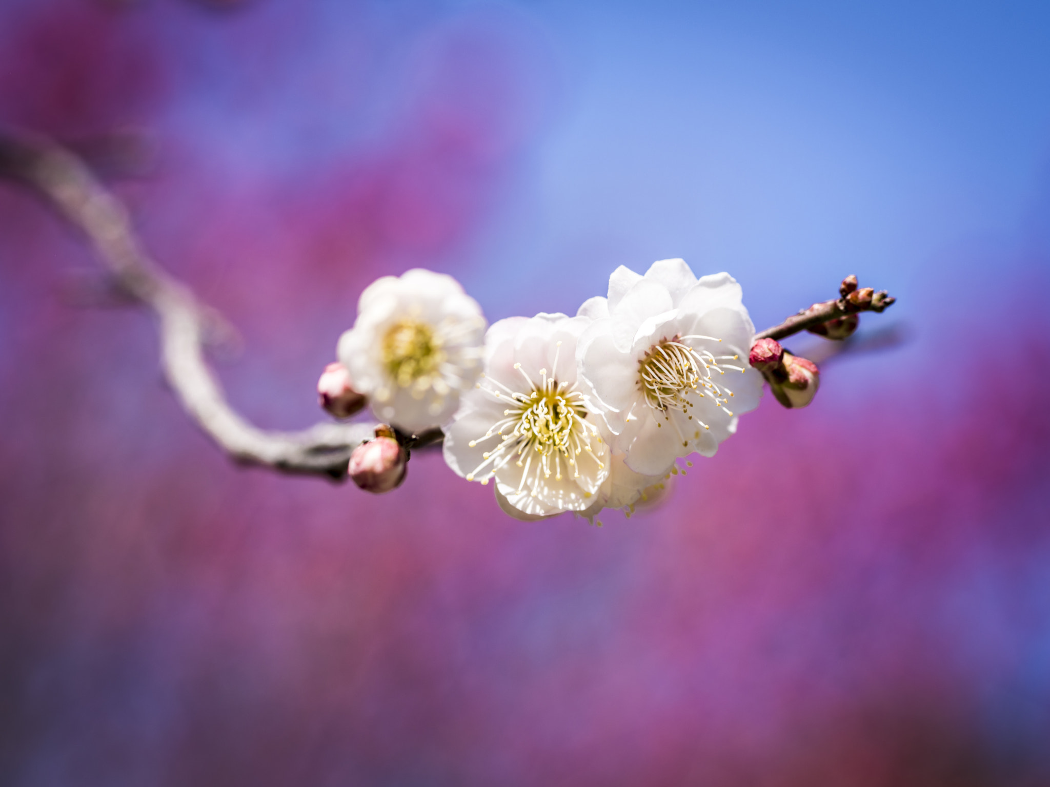 Pentax 645Z sample photo. White japanese apricot photography