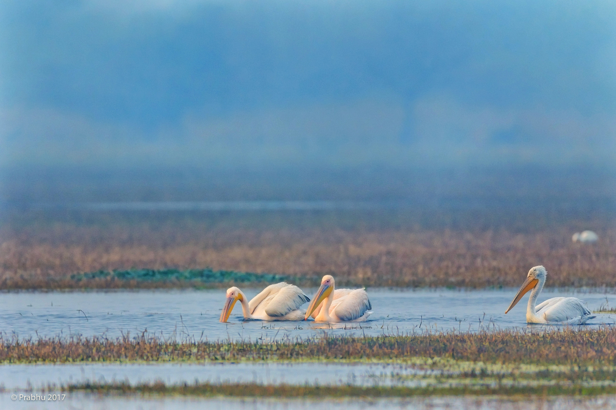 Canon EOS 7D Mark II + Canon EF 600mm f/4L IS sample photo. Pelicans parade  photography