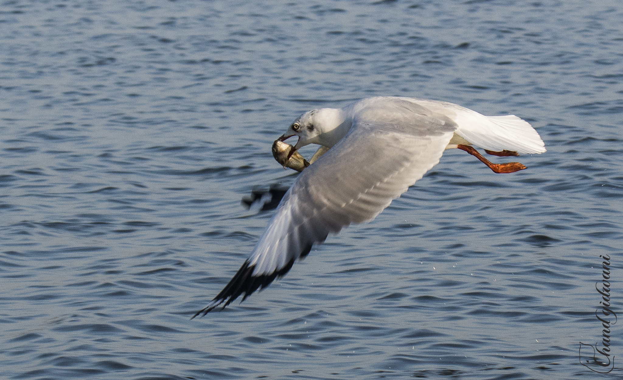 Nikon D500 sample photo. Got it! photography
