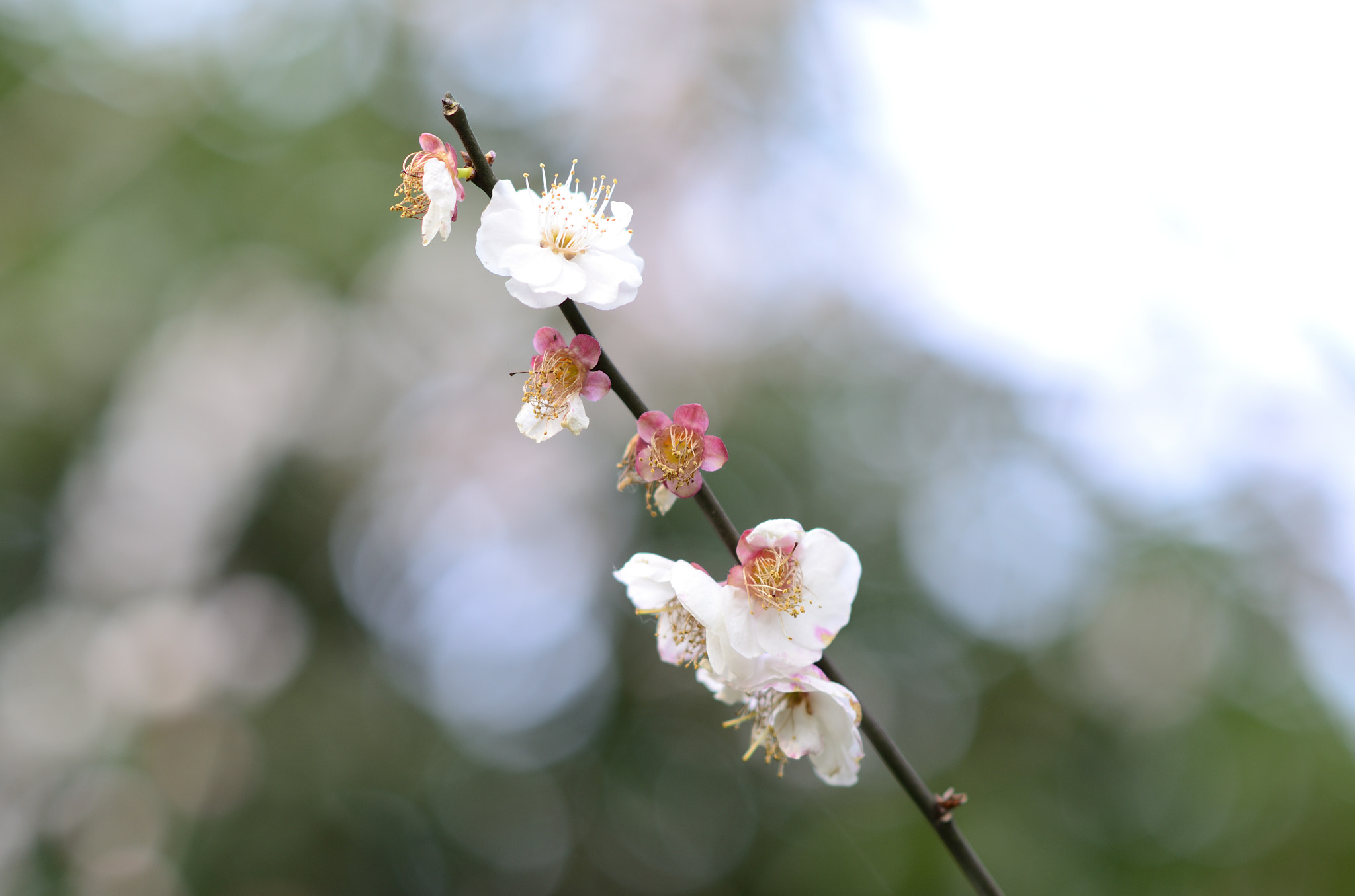 Nikon D7000 + Nikon AF-S Nikkor 85mm F1.8G sample photo. Pink and white wintersweet photography