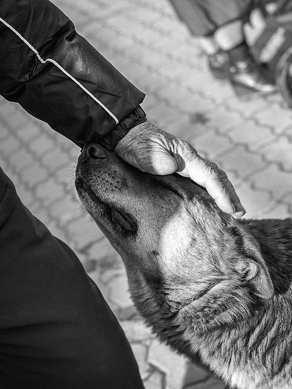 Nikon D700 + Nikon AF Nikkor 35mm F2D sample photo. Ласка photography