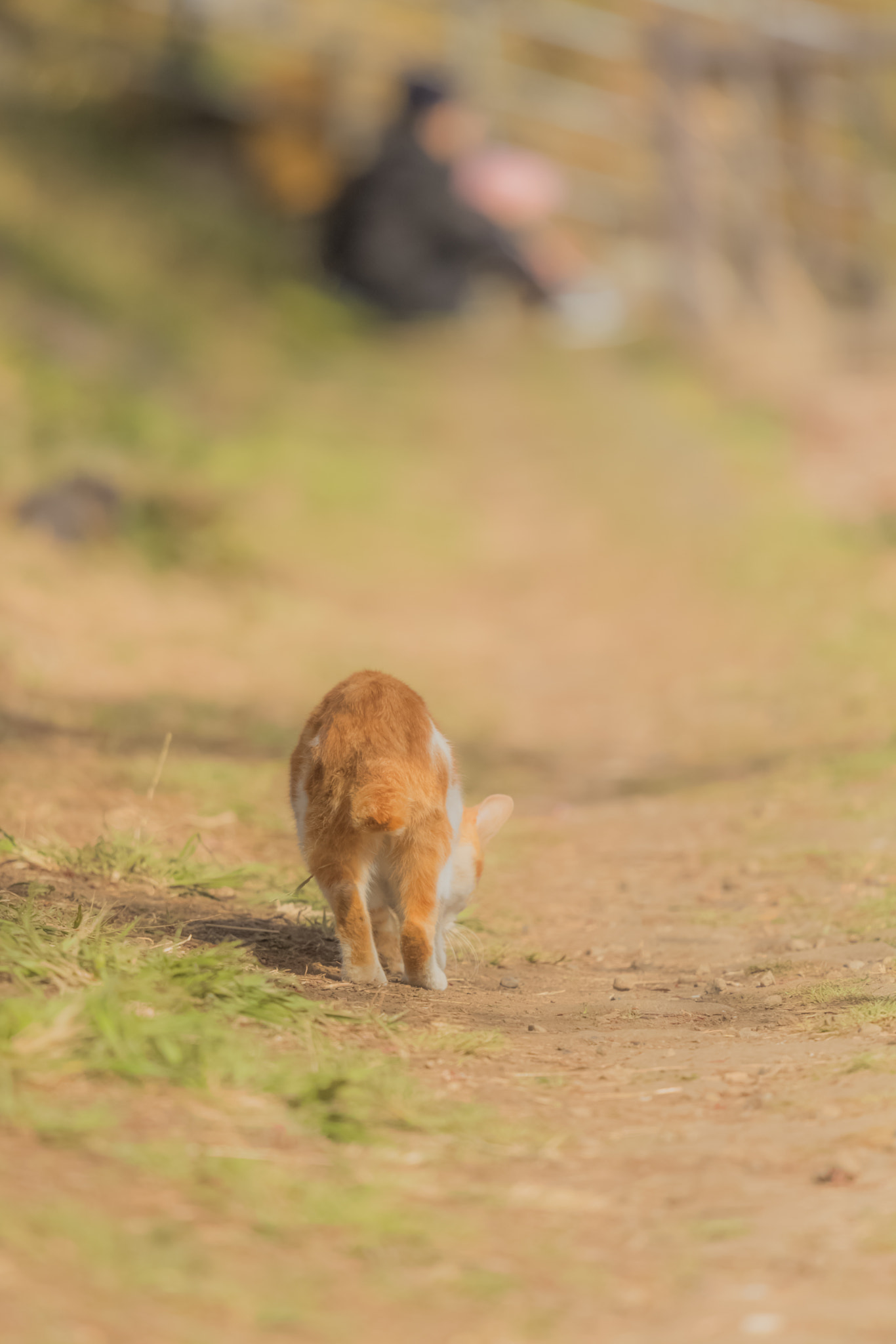 Nikon Nikkor AF-S 300mm F4E PF ED VR sample photo. Sorrow photography