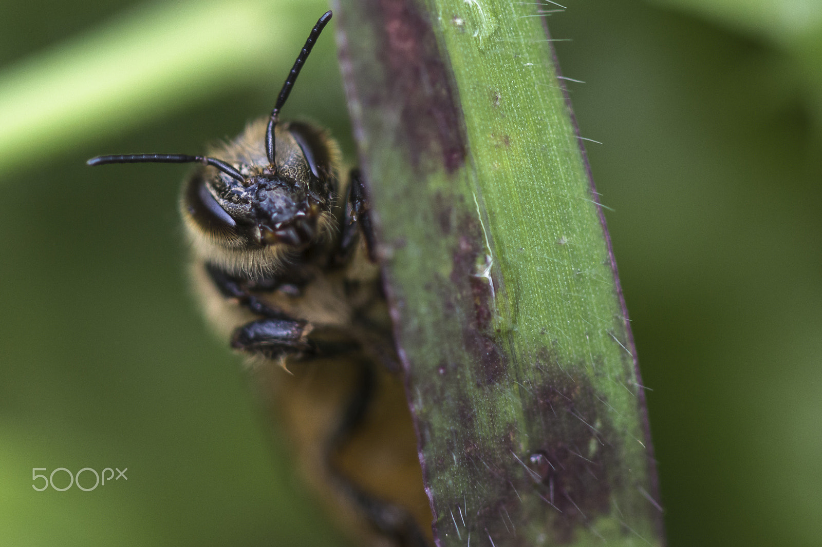 Canon EF 100mm F2.8 Macro USM sample photo. Peek-a-bee photography