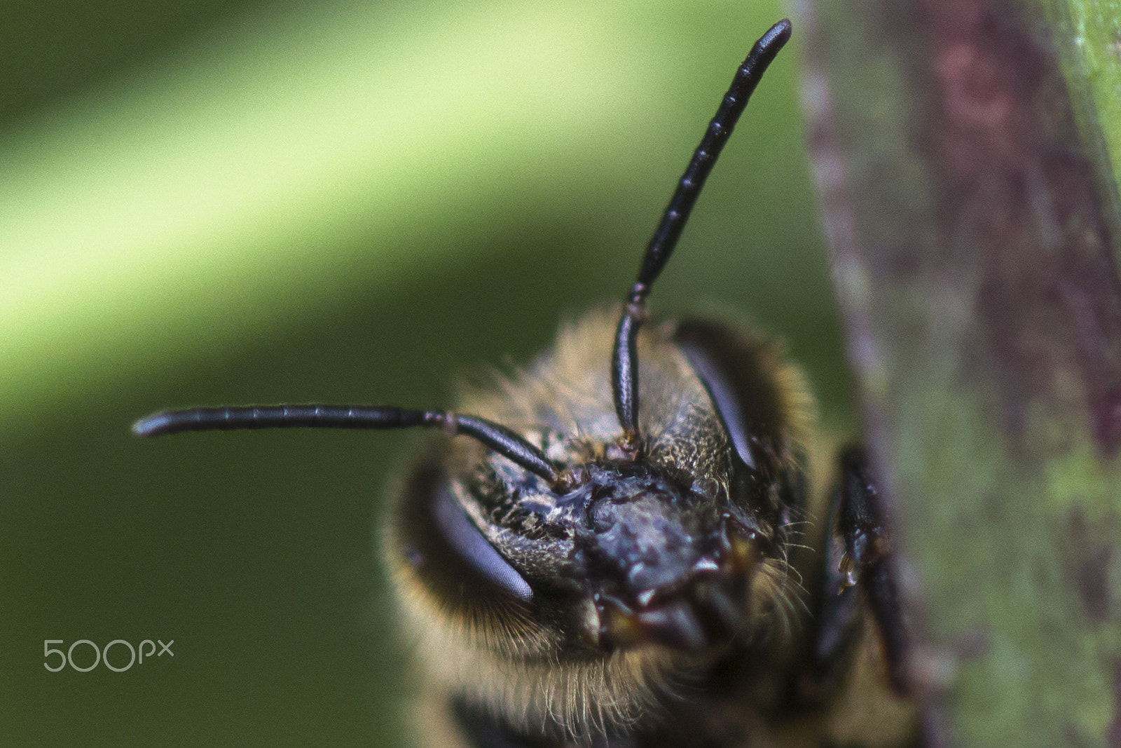 Canon EF 100mm F2.8 Macro USM sample photo. Extreme crop - peek-a-bee photography
