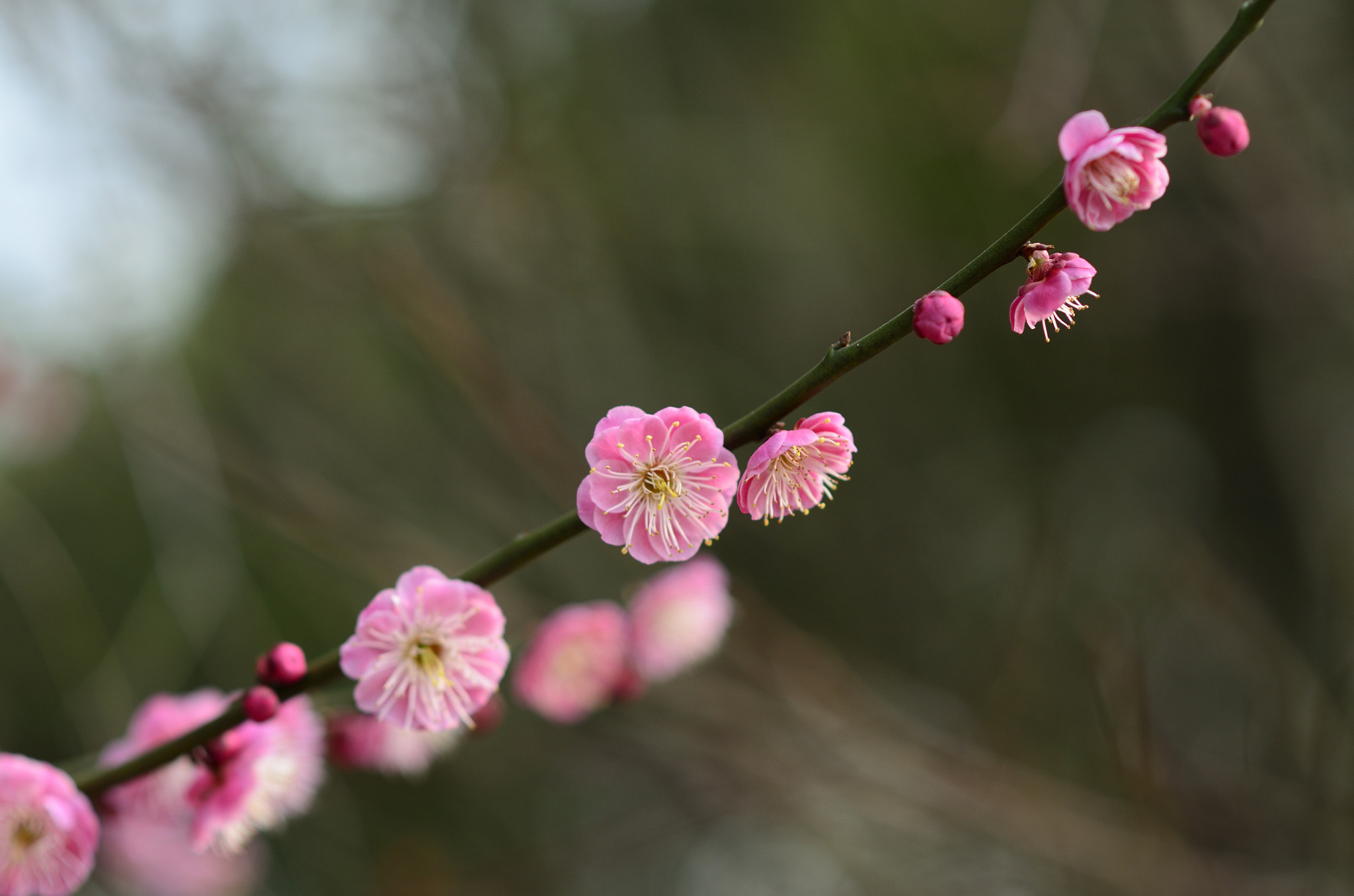 Nikon D7000 + Nikon AF-S Nikkor 85mm F1.8G sample photo. Pink wintersweet photography