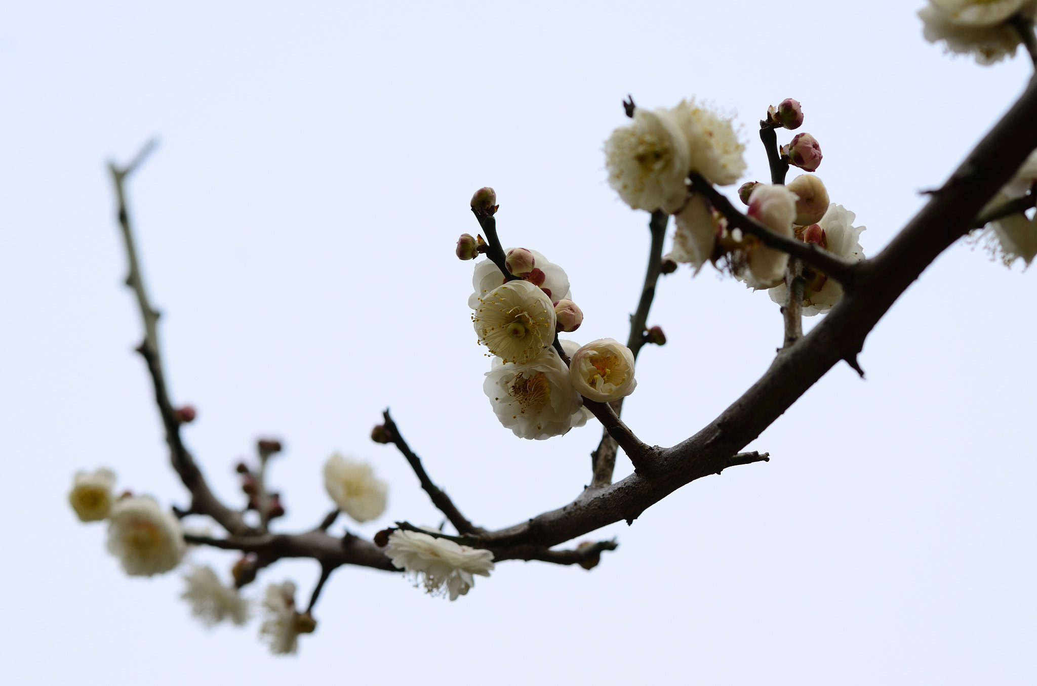 Nikon D7000 sample photo. White wintersweet photography