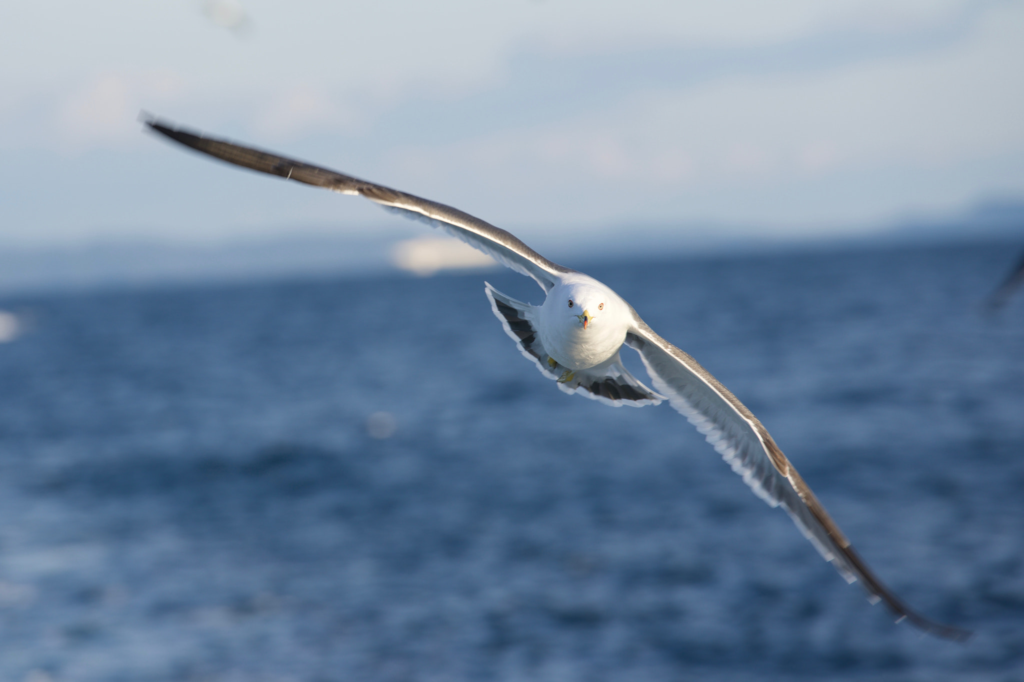 Sony FE 70-200mm F2.8 GM OSS sample photo. Seagull photography